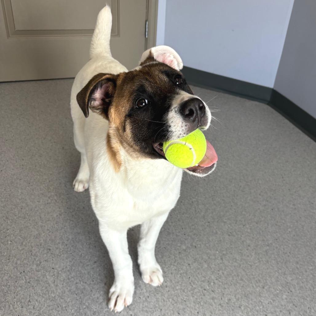 Sierra, Adoptable, Young Female Mixed Breed.