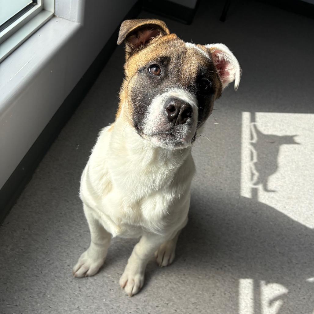 Enlarge Sierra, a Adoptable Mixed Breed in Saskatoon, SK image 2/6