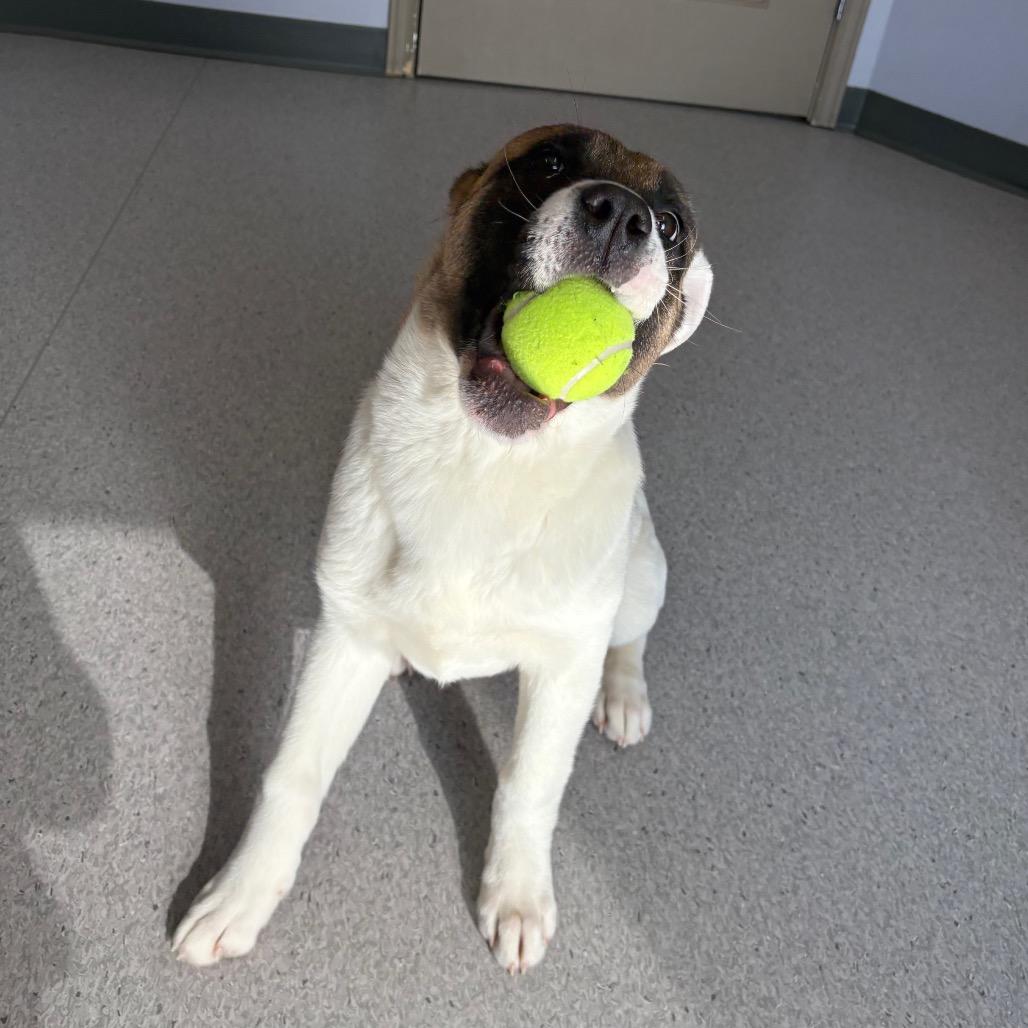 Enlarge Sierra, a Adoptable Mixed Breed in Saskatoon, SK image 3/6