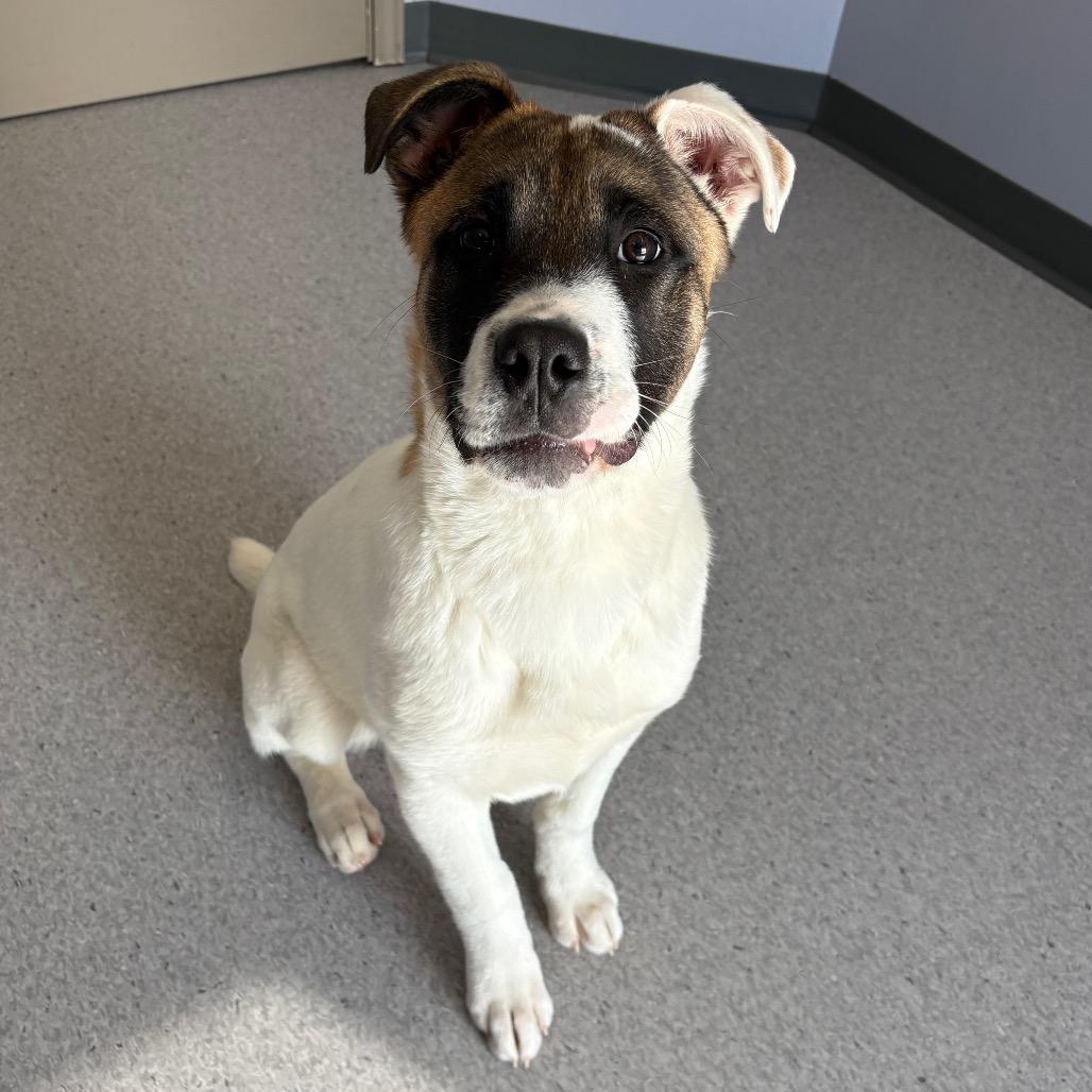 Enlarge Sierra, a Adoptable Mixed Breed in Saskatoon, SK image 4/6