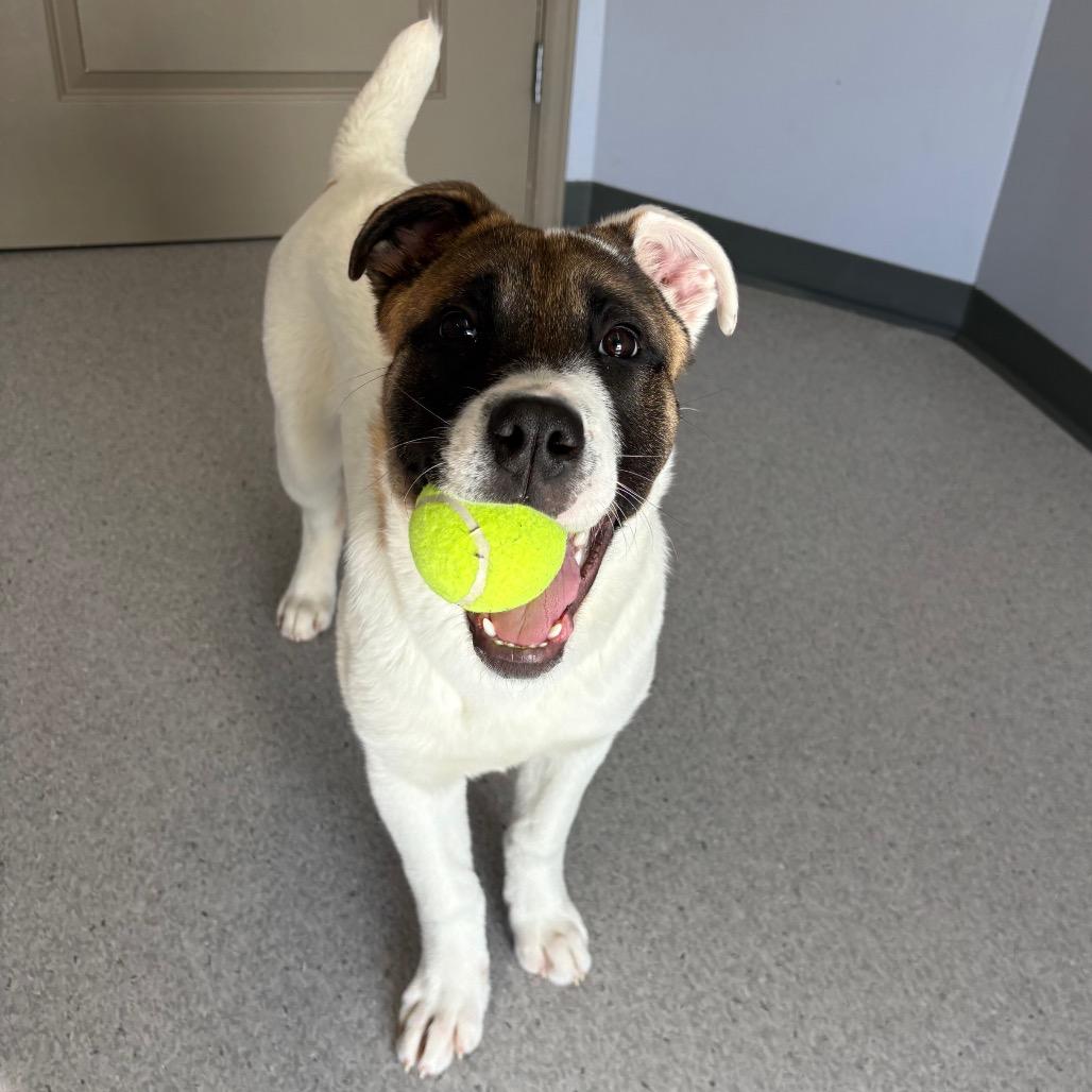 Enlarge Sierra, a Adoptable Mixed Breed in Saskatoon, SK image 5/6