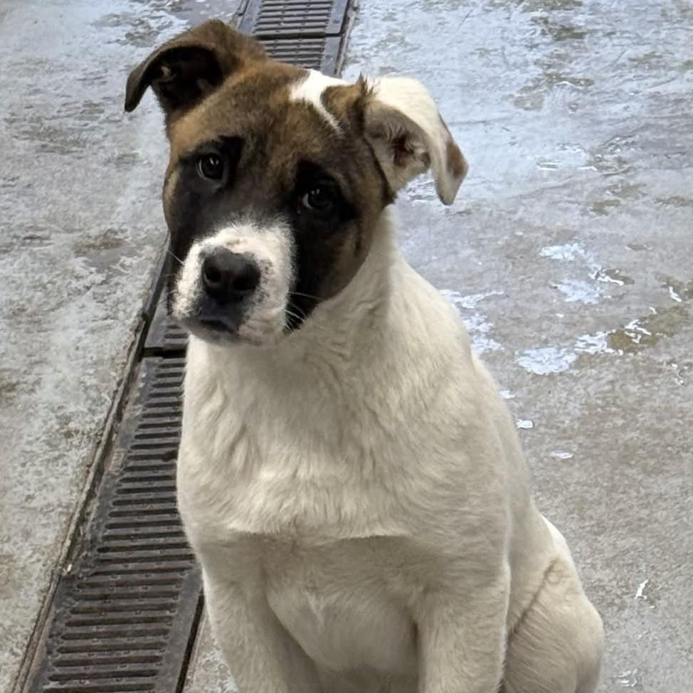 Enlarge Sierra, a Adoptable Mixed Breed in Saskatoon, SK image 6/6