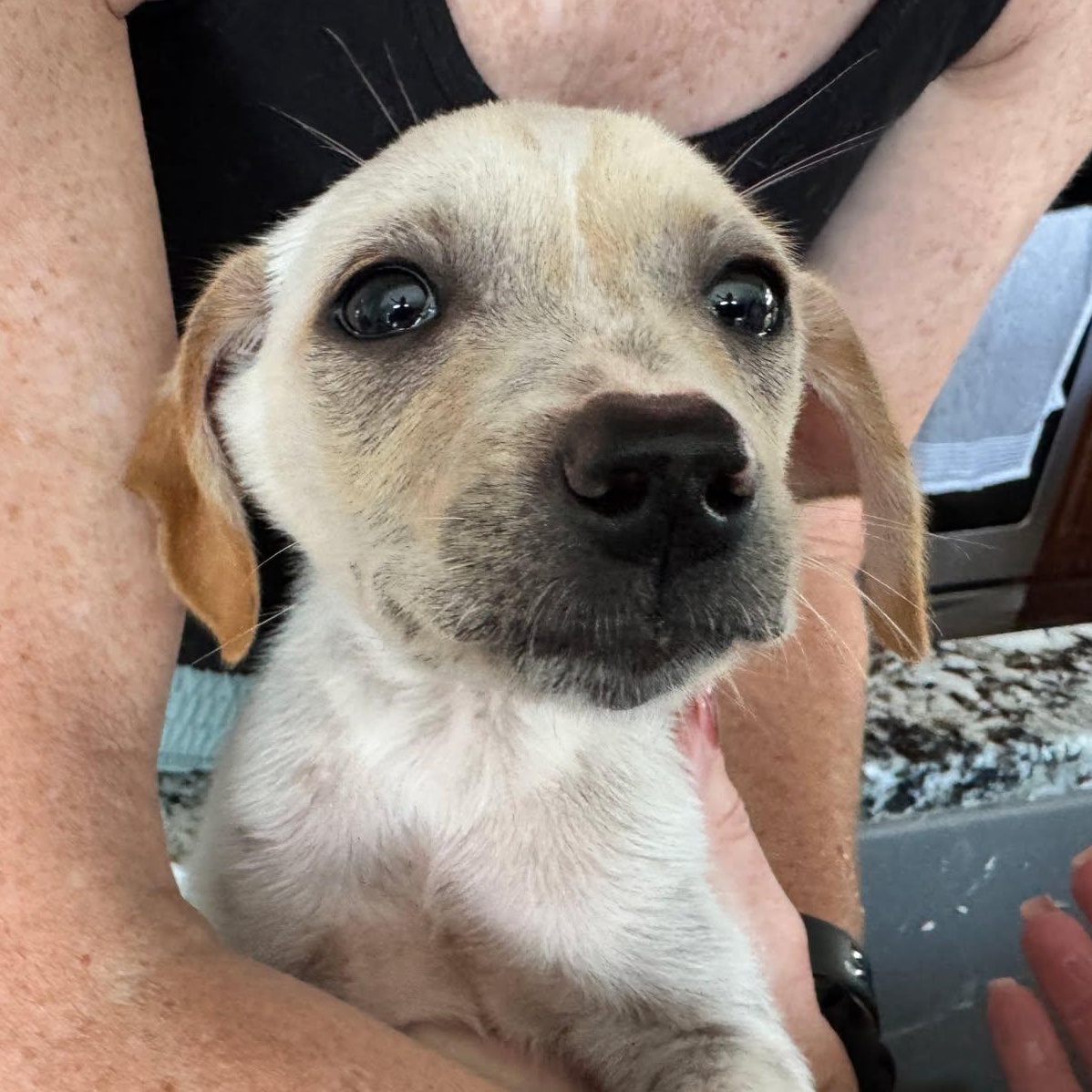 Anse (AKA Dash), an adopted mixed breed in Rochester, NY image 2/4