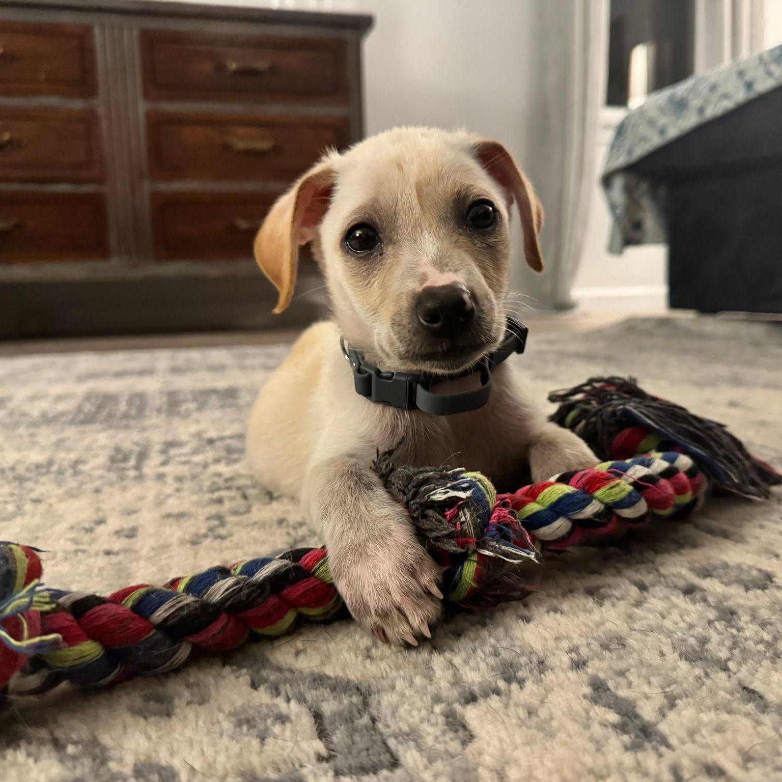 Anse (AKA Dash), adopted, Puppy Male Corgi.
