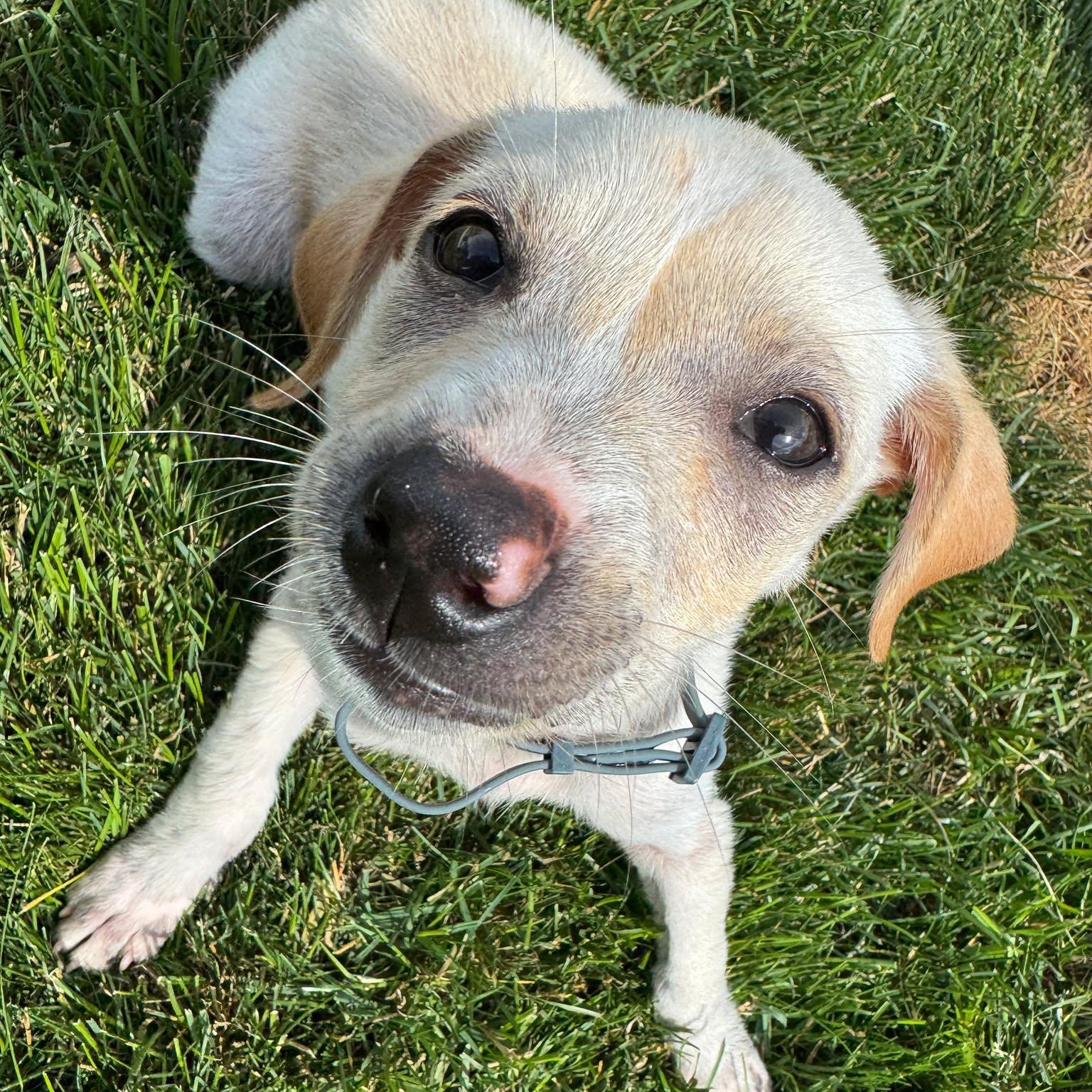 Anse (AKA Dash), an adopted mixed breed in Rochester, NY image 3/4