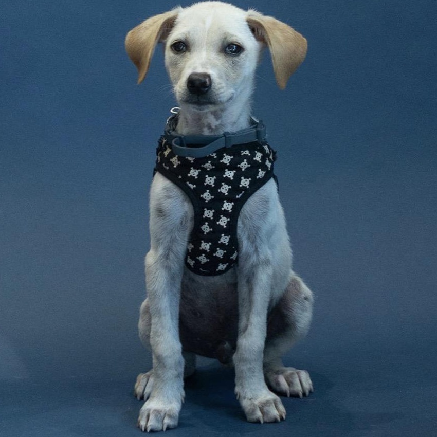 Anse (AKA Dash), an adopted mixed breed in Rochester, NY image 4/4