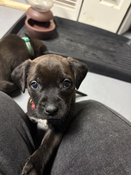 Enlarge Johnny, a ADOPTABLE Mixed Breed in Saskatoon, SK image 1/5