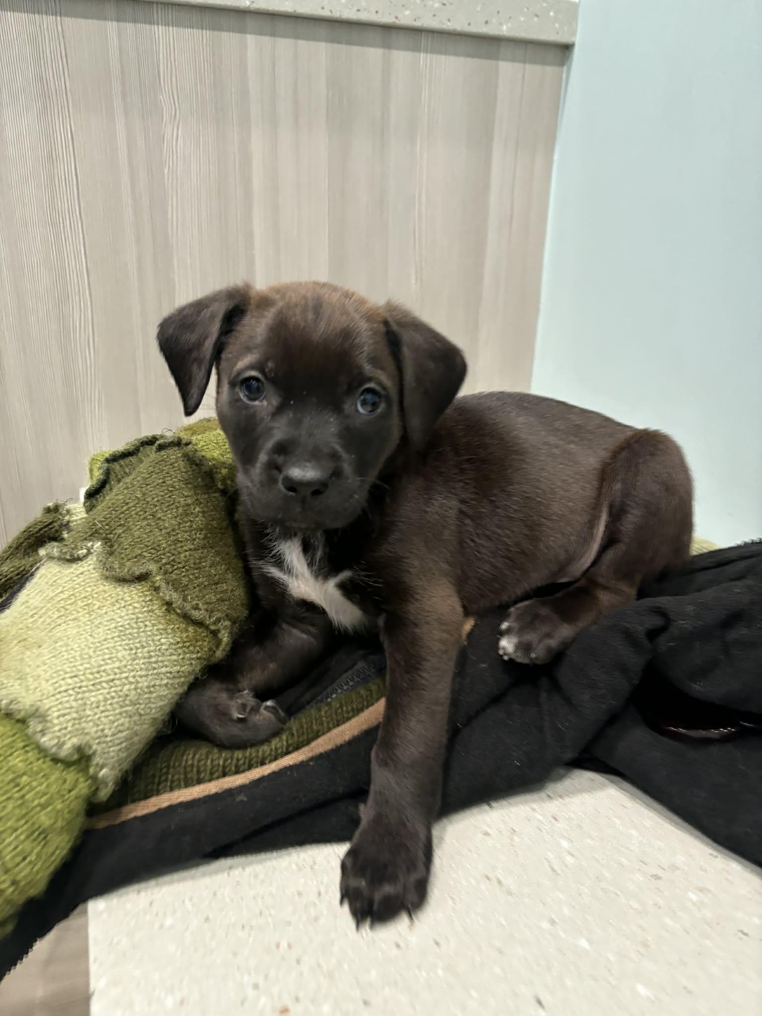 Enlarge Johnny, a ADOPTABLE Mixed Breed in Saskatoon, SK image 2/5