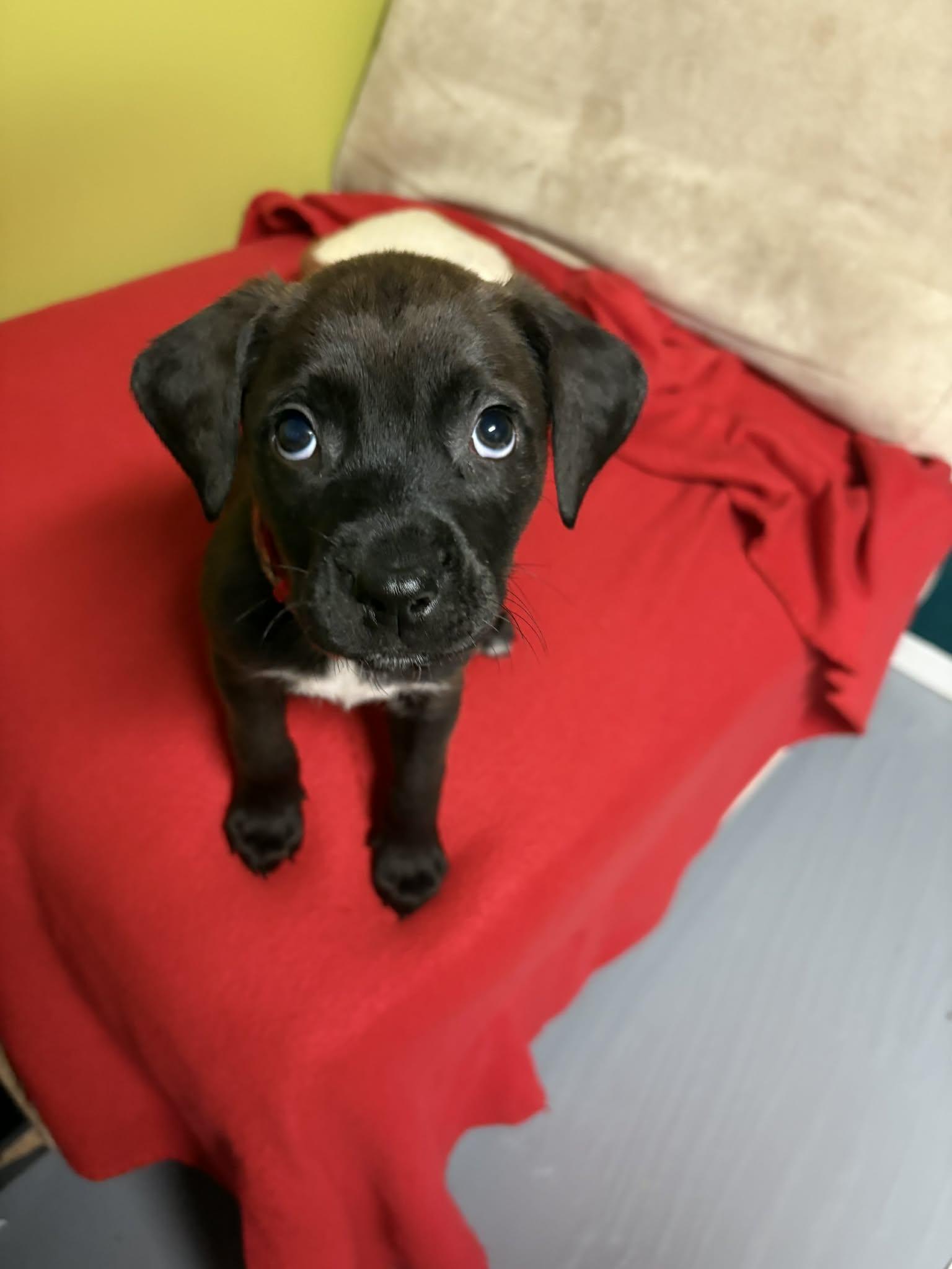 Enlarge Johnny, a ADOPTABLE Mixed Breed in Saskatoon, SK image 3/5