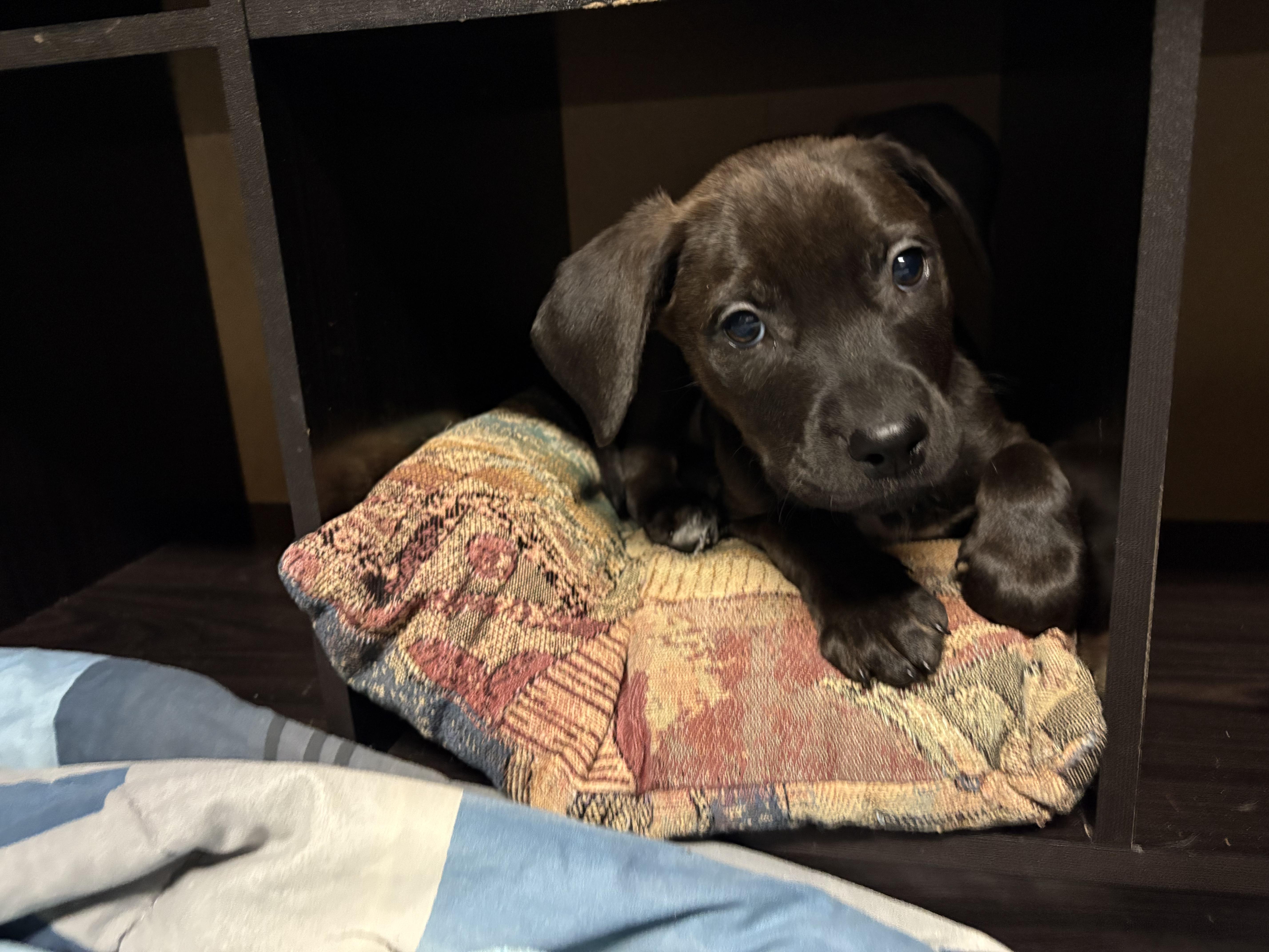 Johnny, a ADOPTABLE Mixed Breed in Saskatoon, SK image 2/4