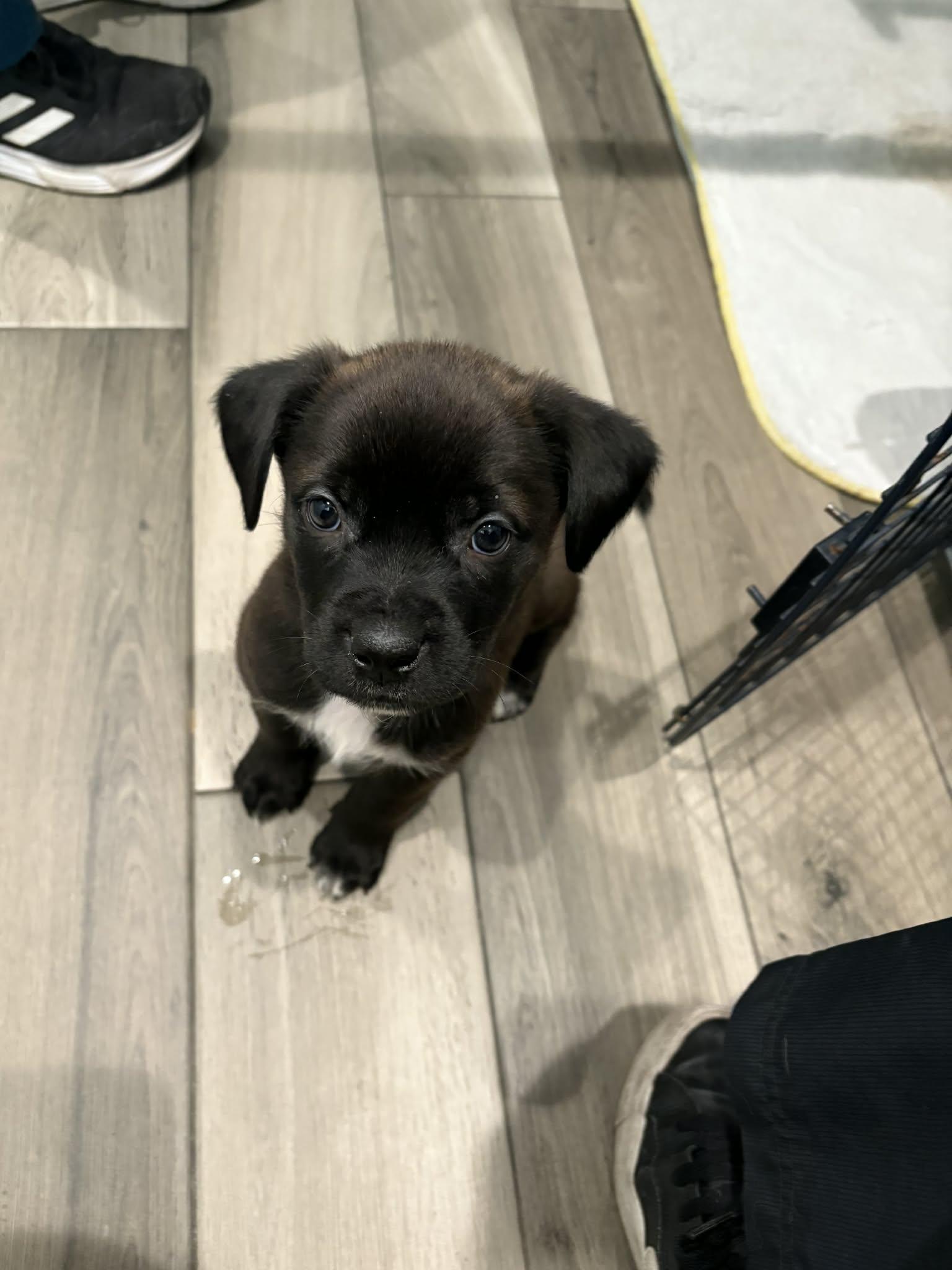 Enlarge Johnny, a ADOPTABLE Mixed Breed in Saskatoon, SK image 4/5