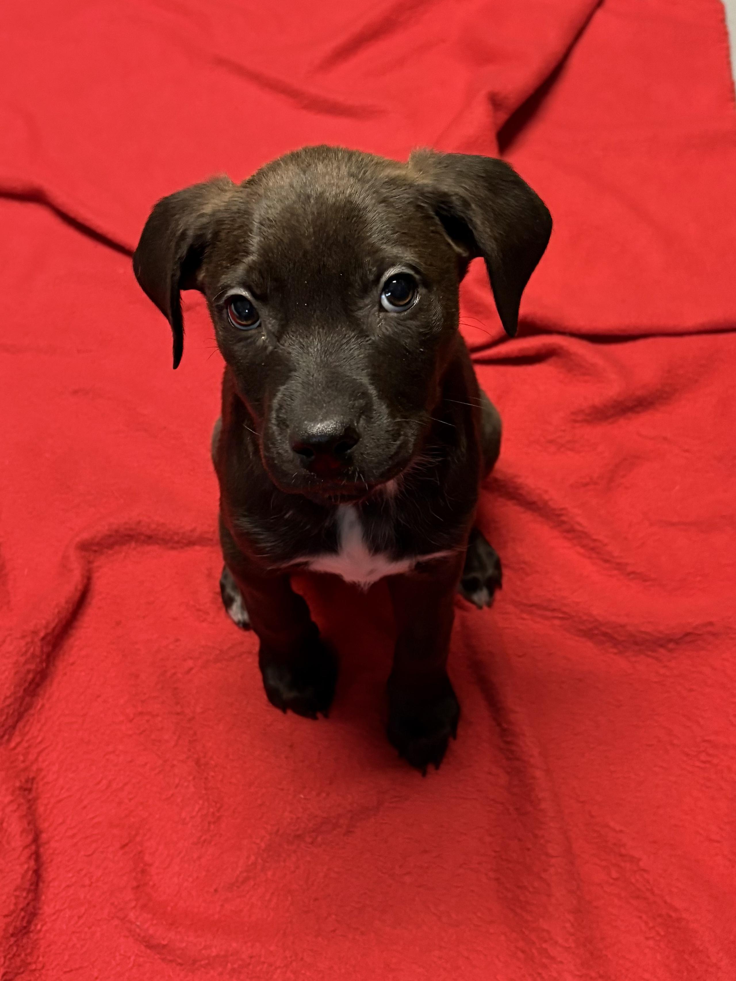 Johnny, a ADOPTABLE Mixed Breed in Saskatoon, SK image 3/4