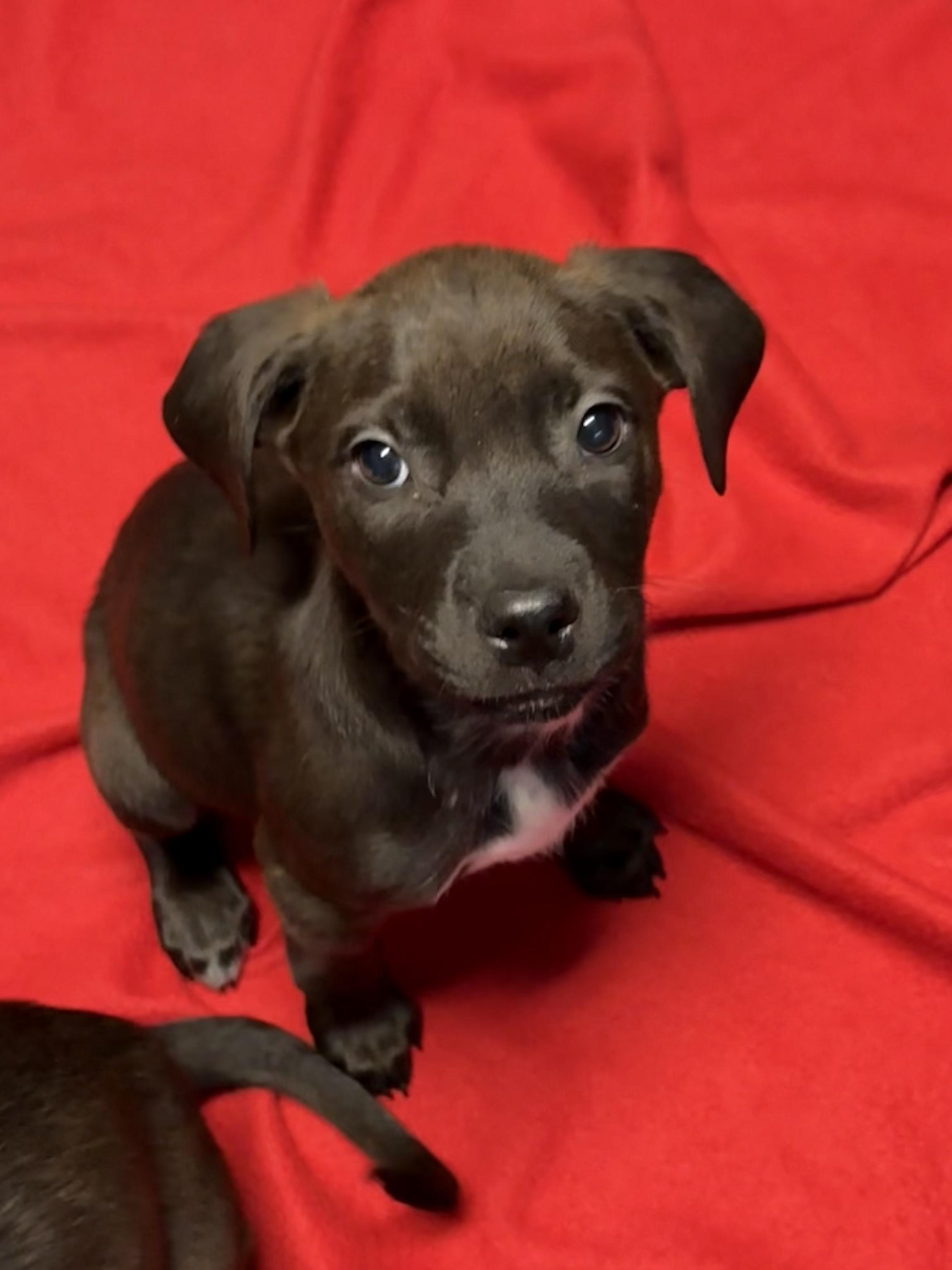 Johnny, a ADOPTABLE Mixed Breed in Saskatoon, SK image 1/4