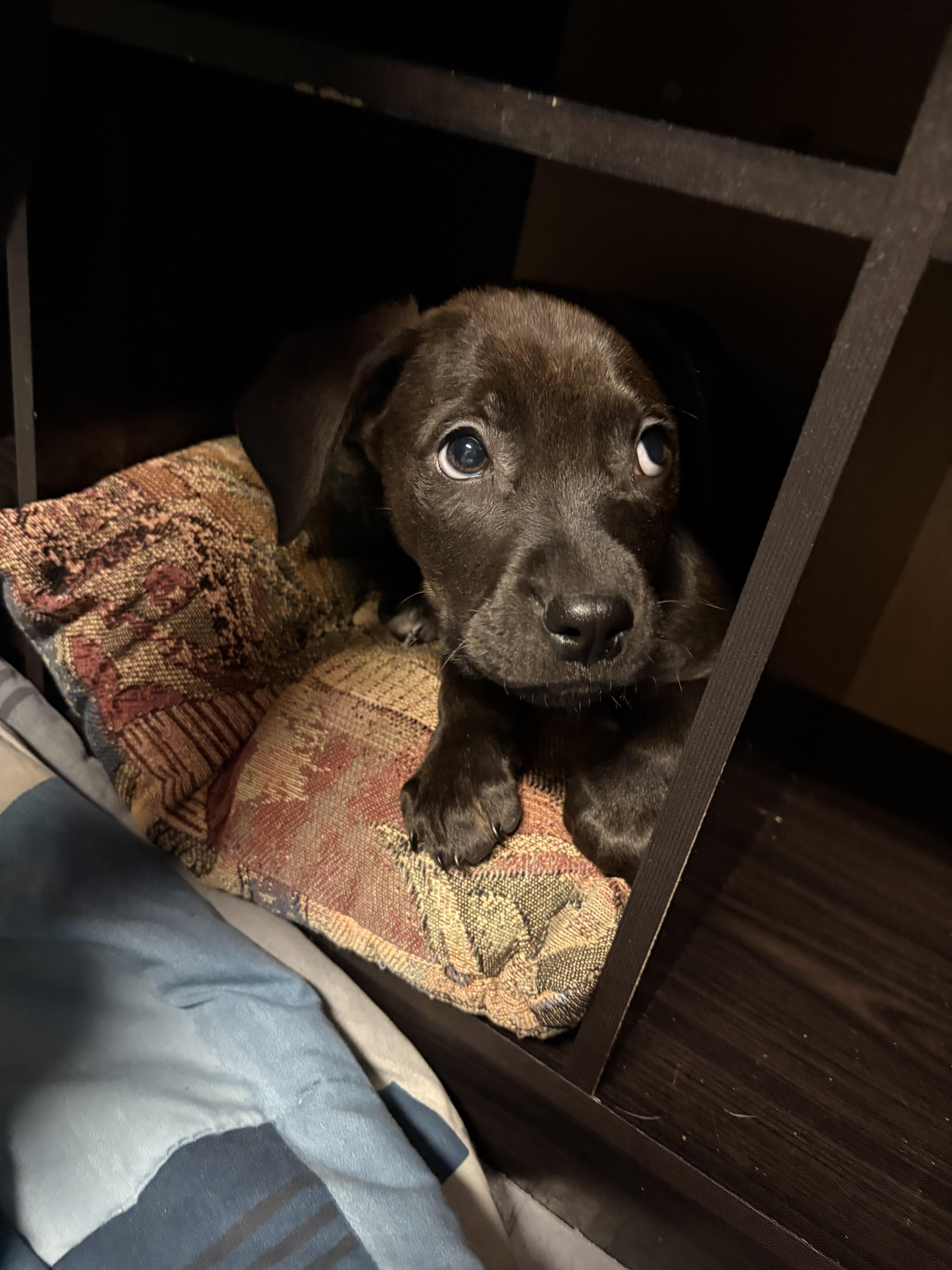 Johnny, a ADOPTABLE Mixed Breed in Saskatoon, SK image 4/4