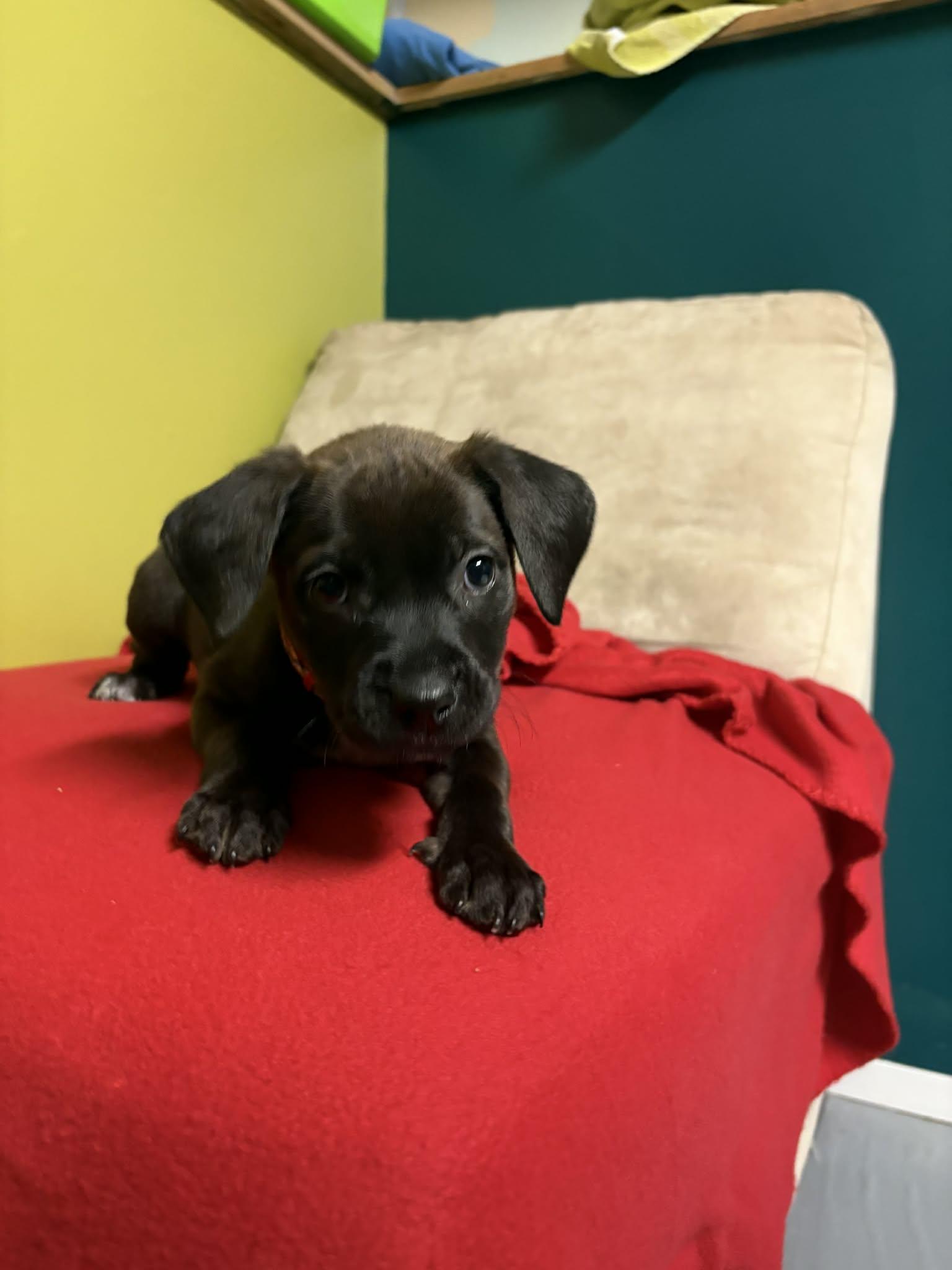 Enlarge Johnny, a ADOPTABLE Mixed Breed in Saskatoon, SK image 5/5