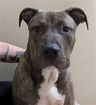 Enlarge TURMERIC, a Adoptable mixed breed in Ogden, UT image 1/1