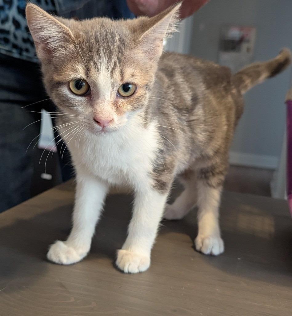 Janis Joplin, Adoptable, Kitten Female Domestic Short Hair.