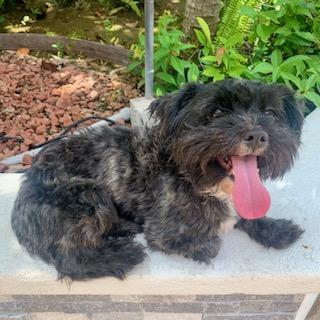 ANGIE, a Adoptable mixed breed in Santa Monica, CA image 4/4