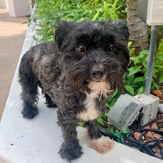 ANGIE, Adoptable, Adult Female Terrier & Poodle.