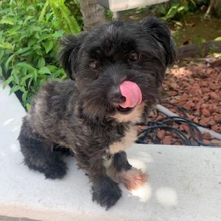 ANGIE, a Adoptable mixed breed in Santa Monica, CA image 3/4