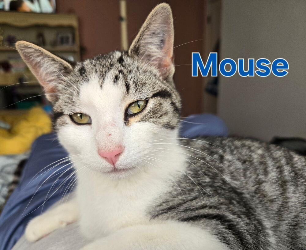 Enlarge Mouse, a Adoptable Tabby in Plumerville, AR image 1/1