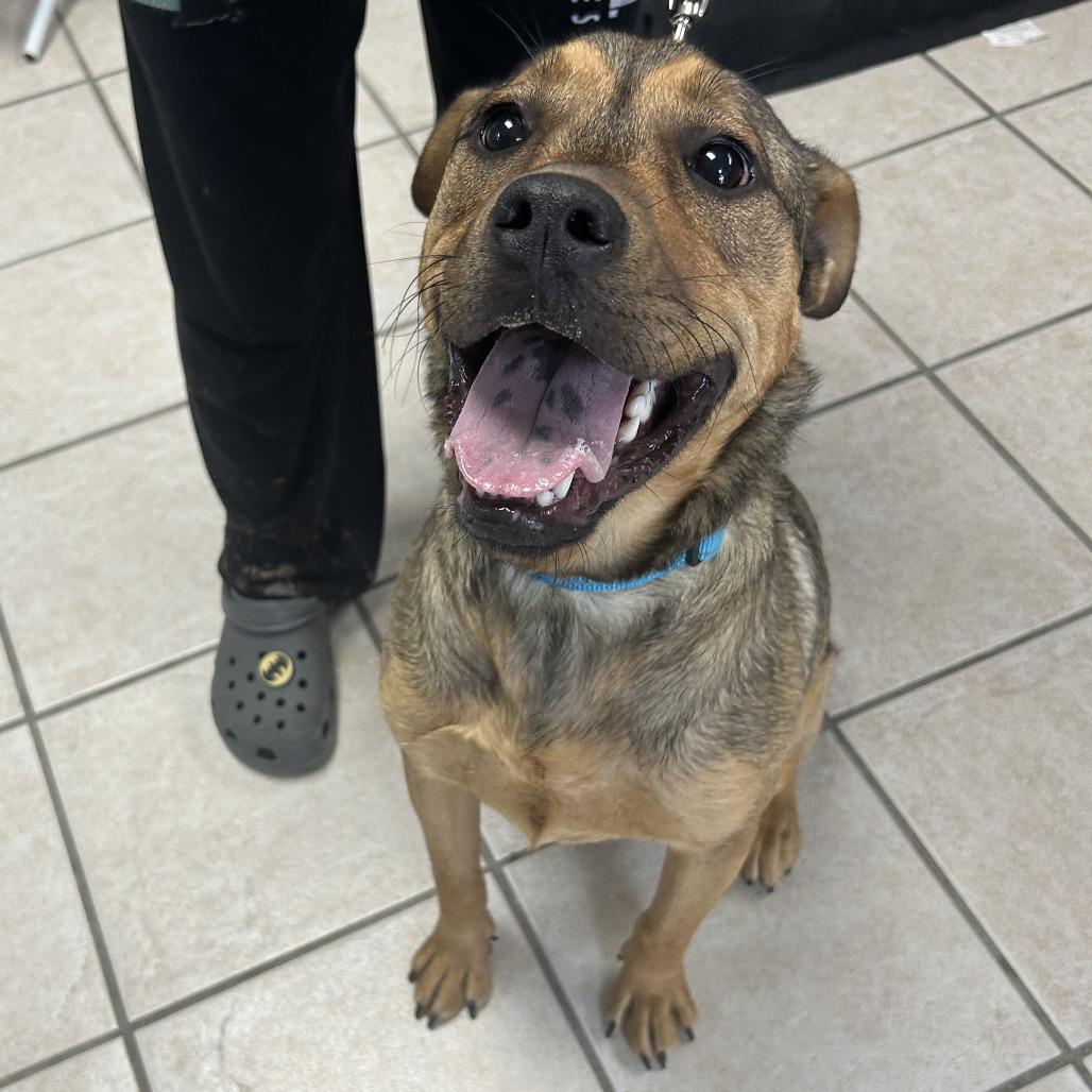 Cayenne, Adoptable, Young Female Mixed Breed.