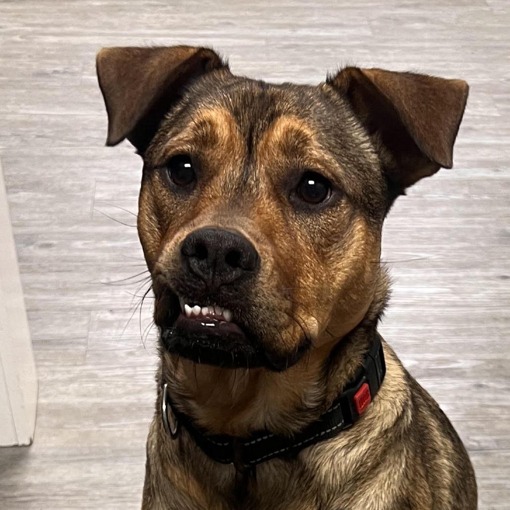 Enlarge Cayenne, a Adoptable Mixed Breed in Camden, DE image 2/2