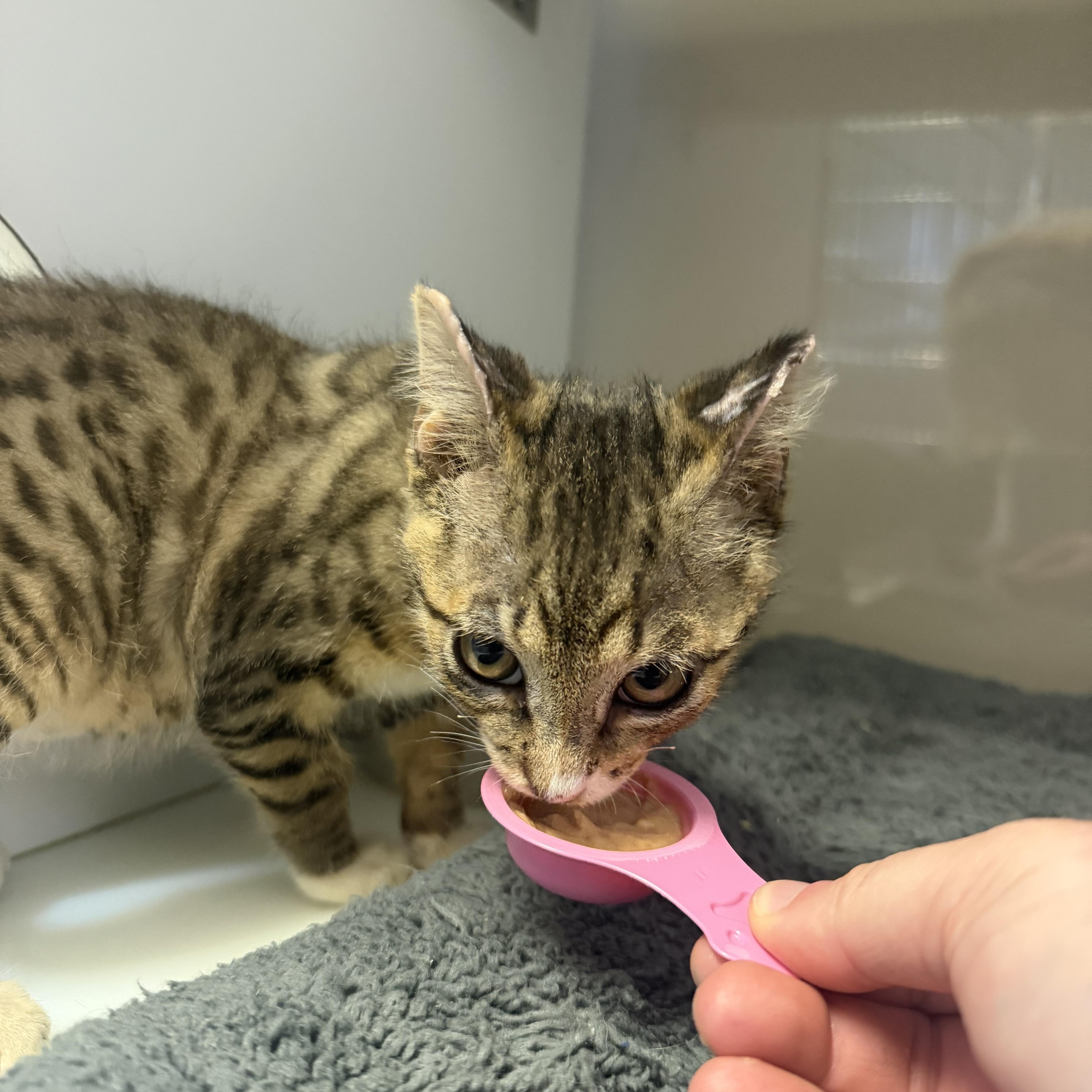 Sizzle, an adopted Domestic Short Hair in Birmingham, AL image 4/5