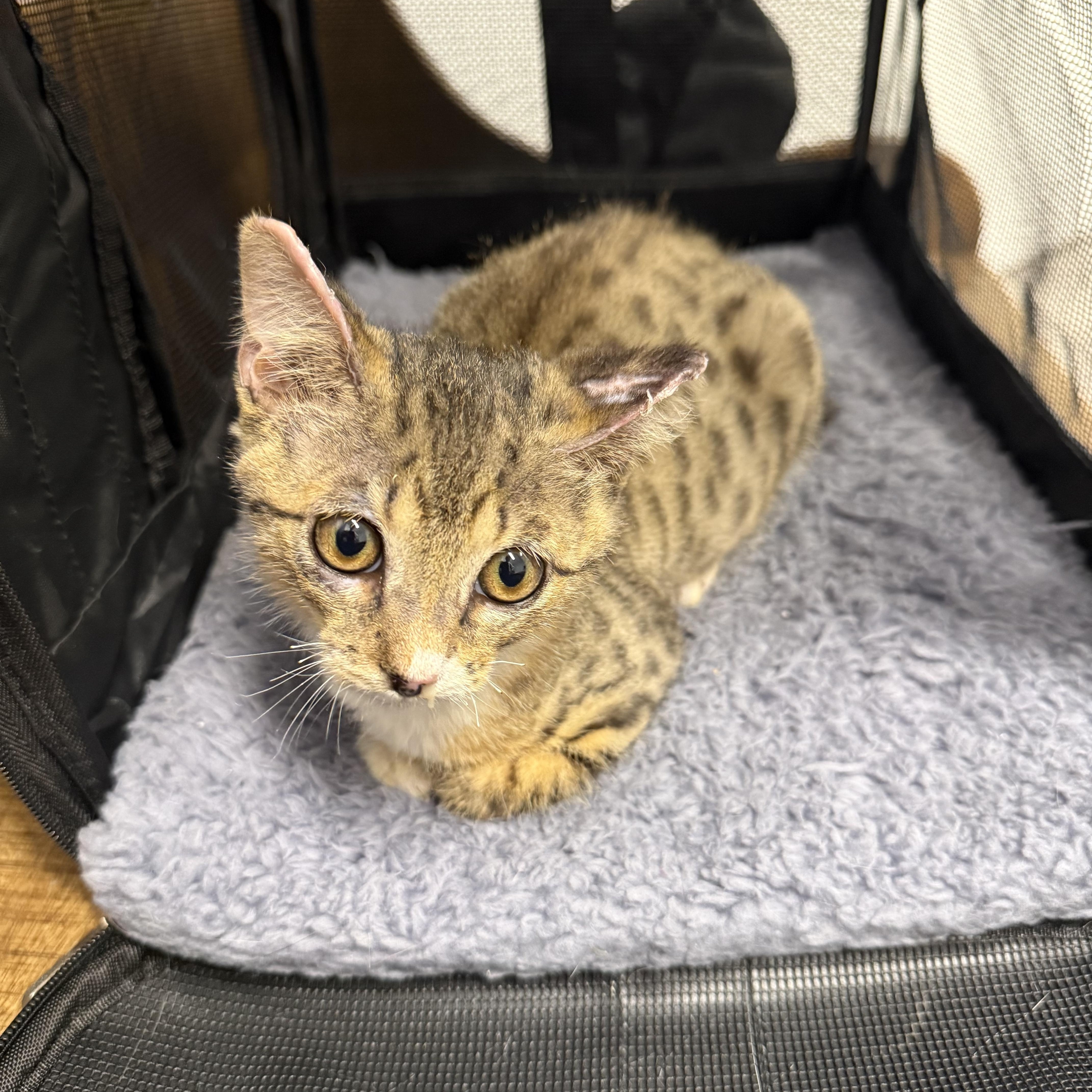 Sizzle, an adopted Domestic Short Hair in Birmingham, AL image 3/5