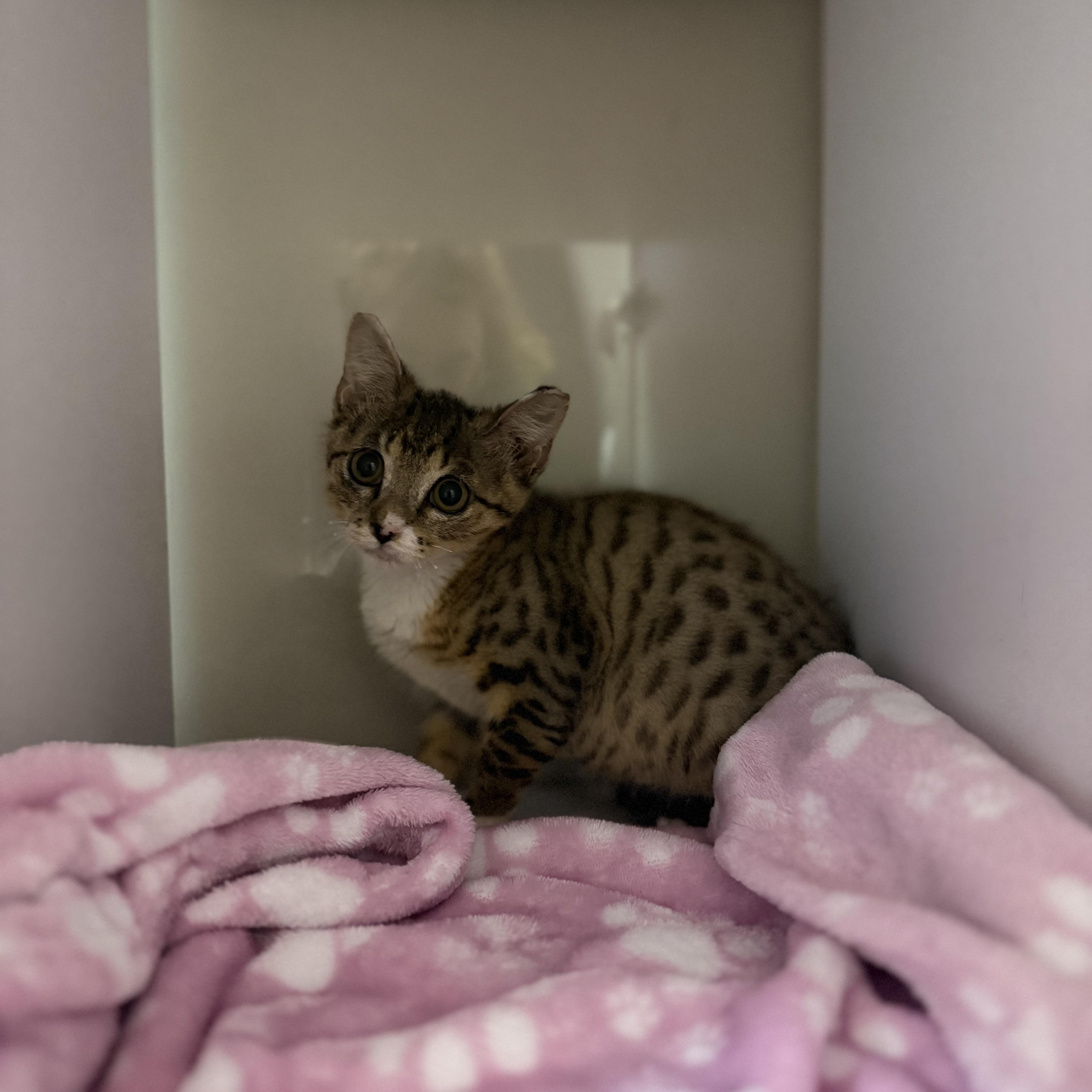 Sizzle, an adopted Domestic Short Hair in Birmingham, AL image 2/5