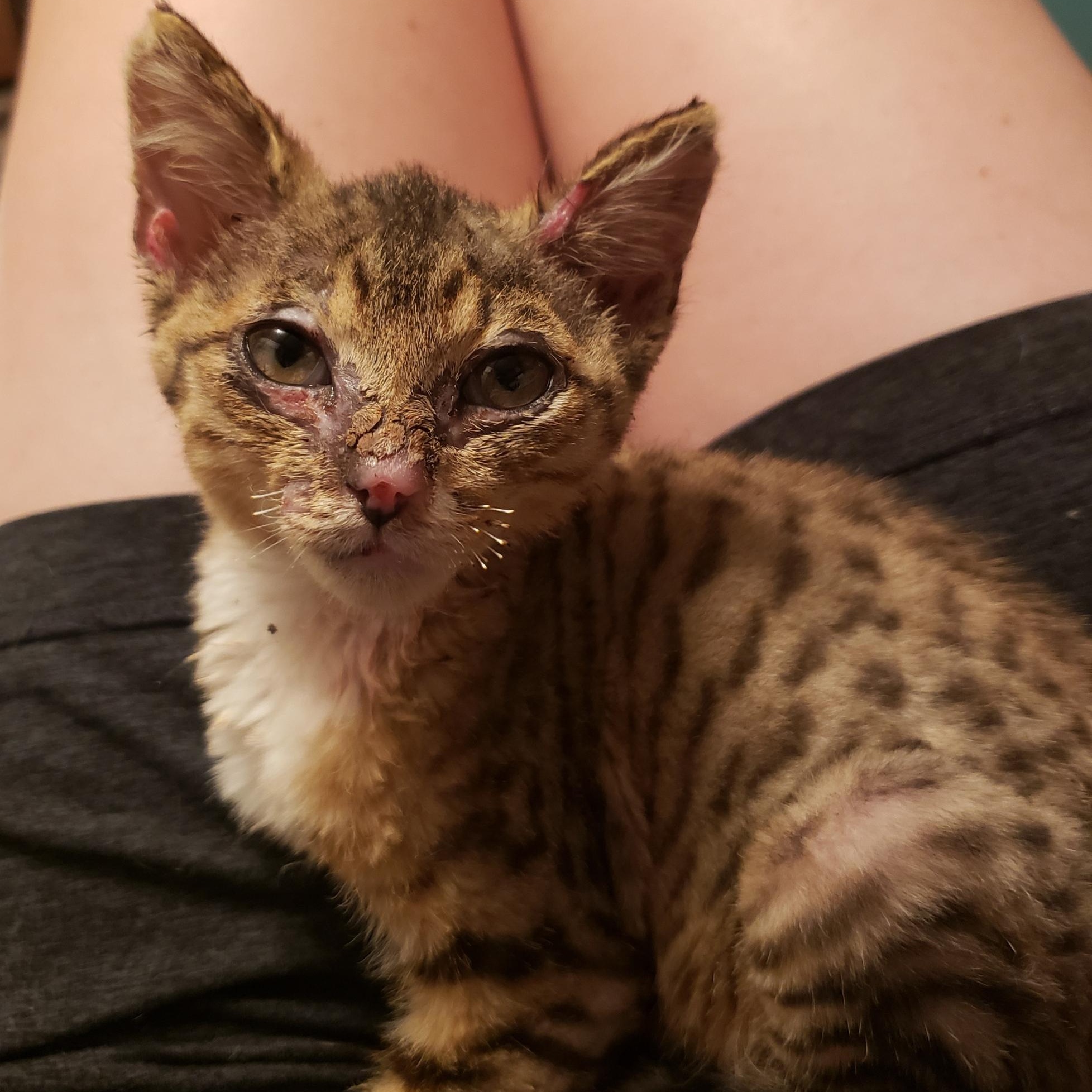 Sizzle, an adopted Domestic Short Hair in Birmingham, AL image 5/5