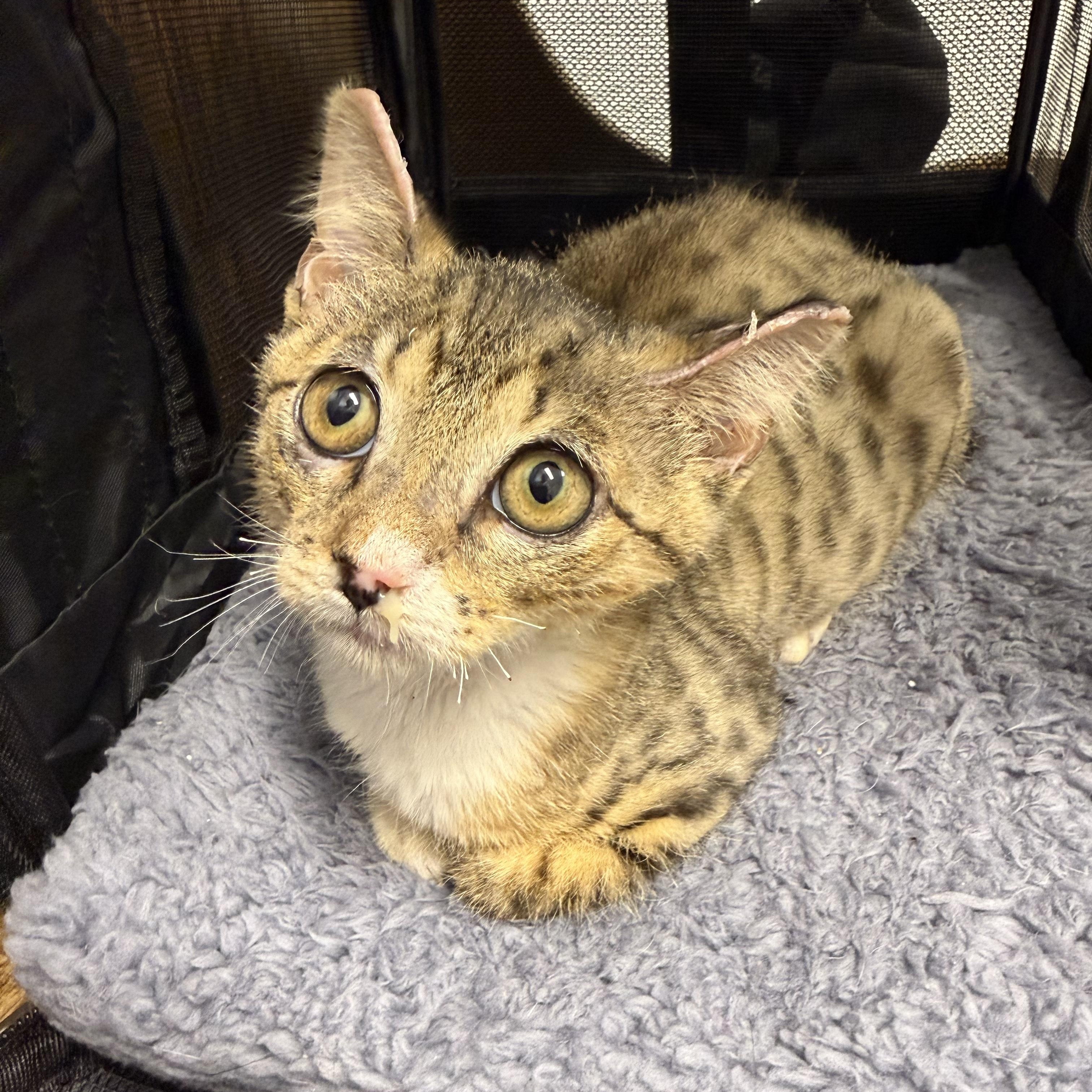 Sizzle, adopted, Kitten Female Domestic Short Hair.