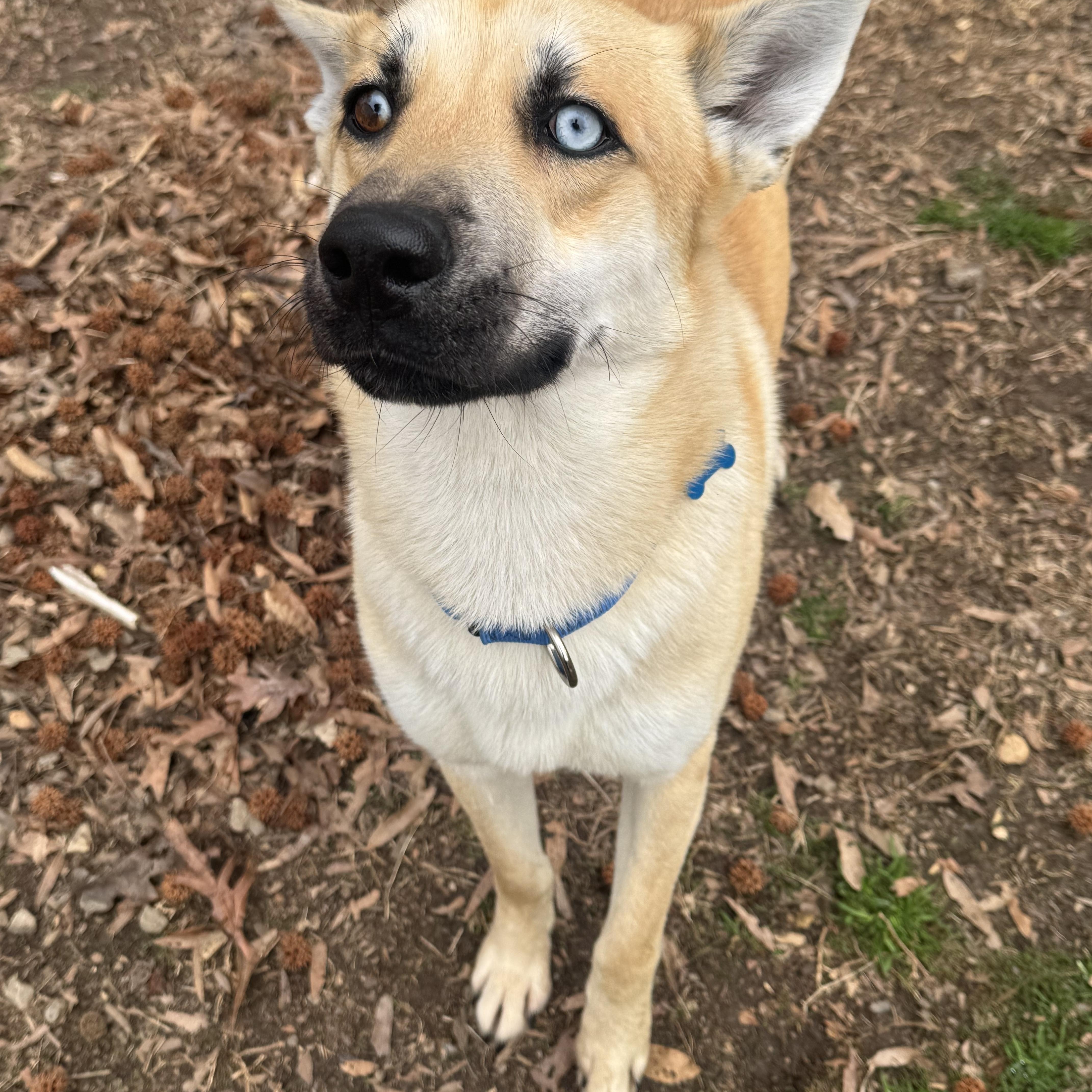 Enlarge Bingo, an adopted mixed breed in Fredericksburg, VA image 1/4