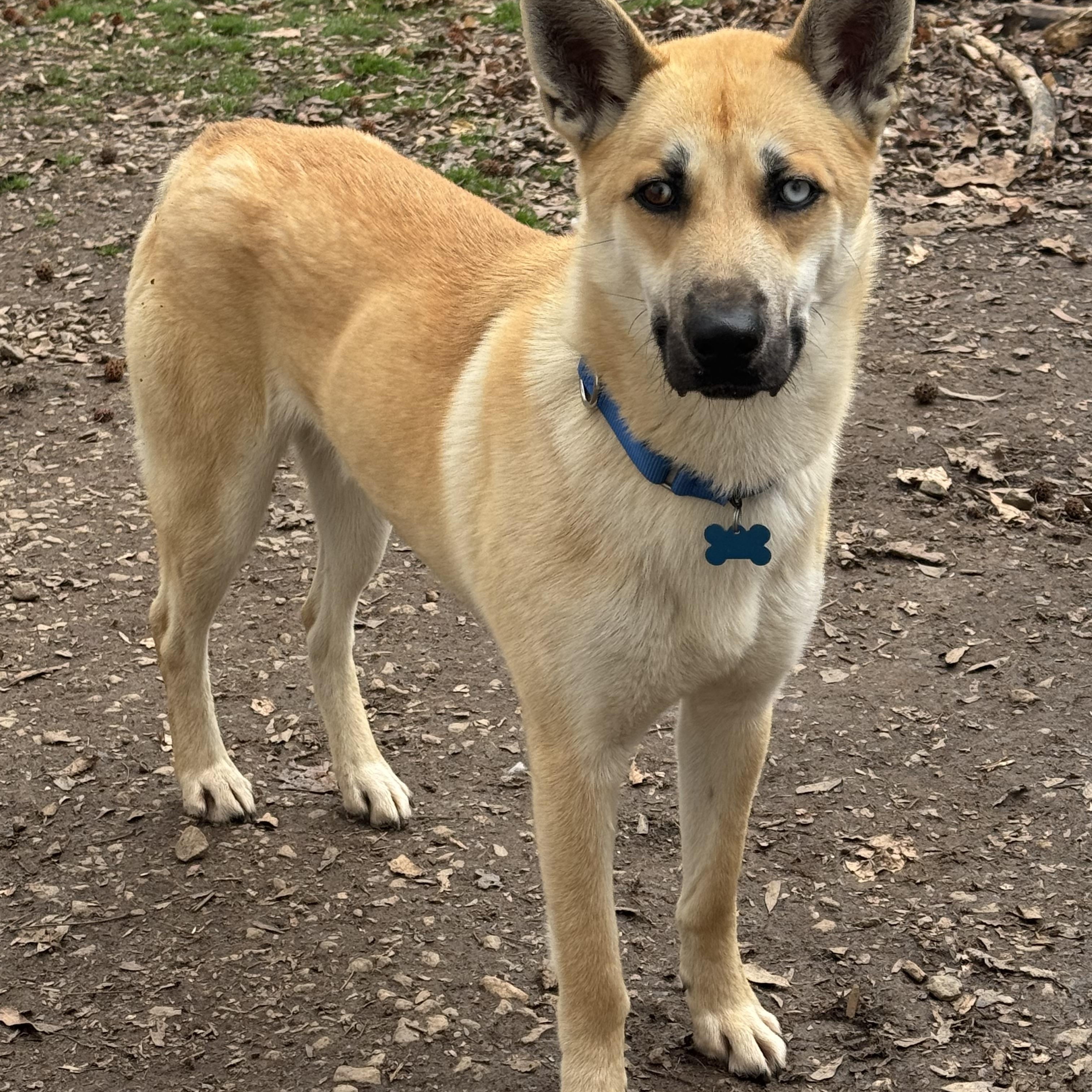 Enlarge Bingo, an adopted mixed breed in Fredericksburg, VA image 2/4