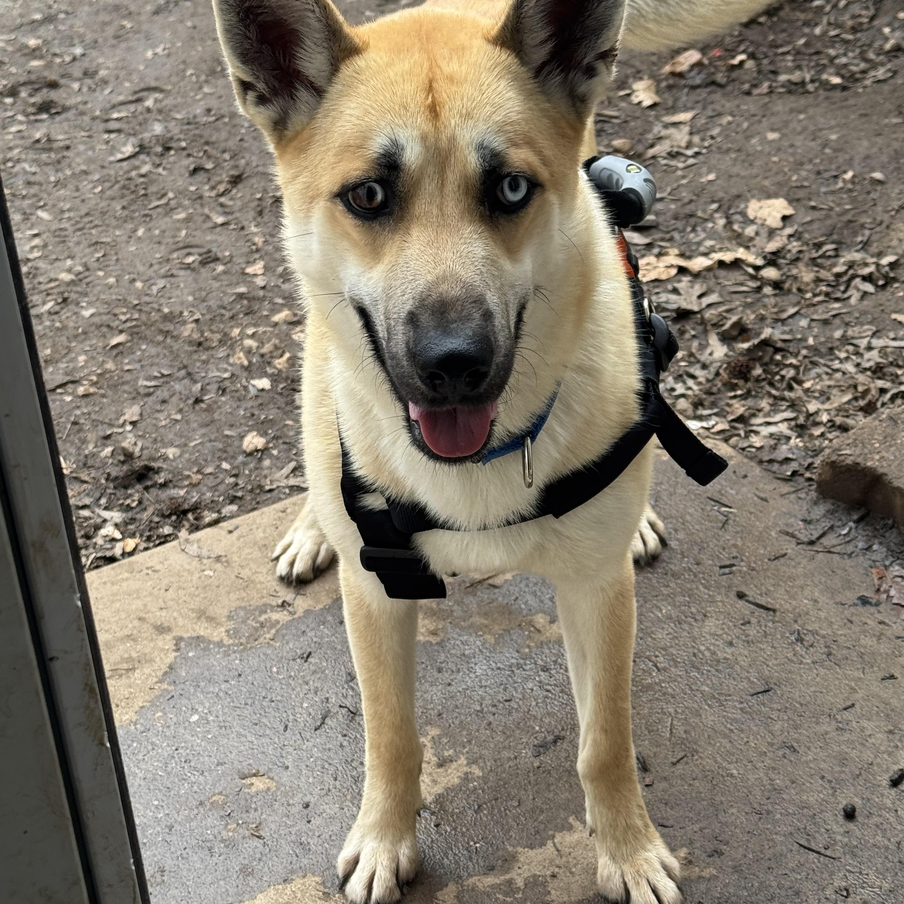 Enlarge Bingo, an adopted mixed breed in Fredericksburg, VA image 4/4