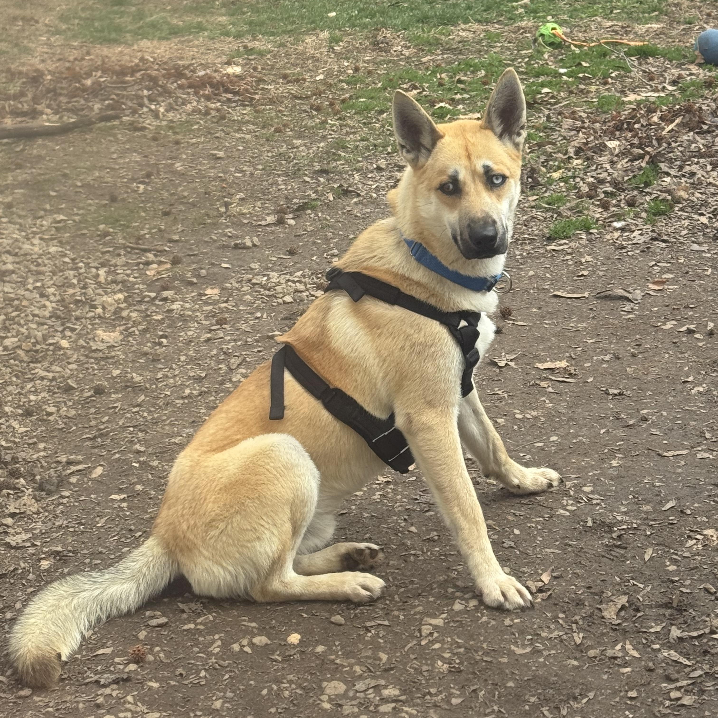 Enlarge Bingo, an adopted mixed breed in Fredericksburg, VA image 3/4