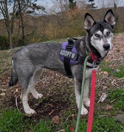 Eleanor, a Adoptable mixed breed in Everett, WA image 1/3