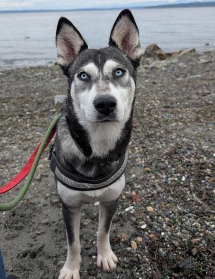 Eleanor, a Adoptable mixed breed in Everett, WA image 2/3