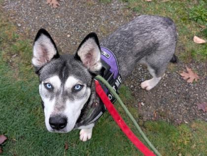 Eleanor, a Adoptable mixed breed in Everett, WA image 3/3