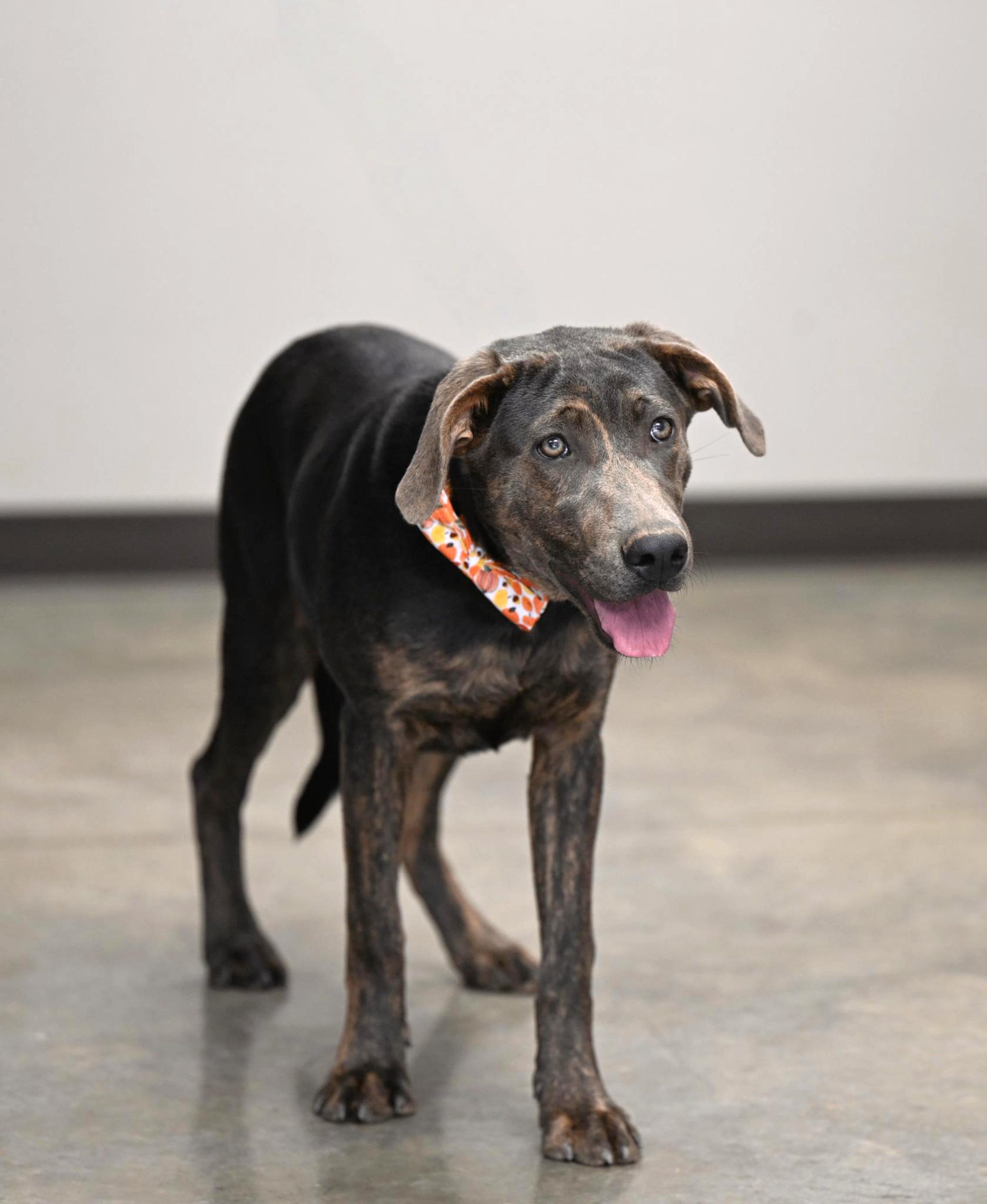 Enlarge Maggie, a Adoptable mixed breed in Hot Springs, AR image 2/2