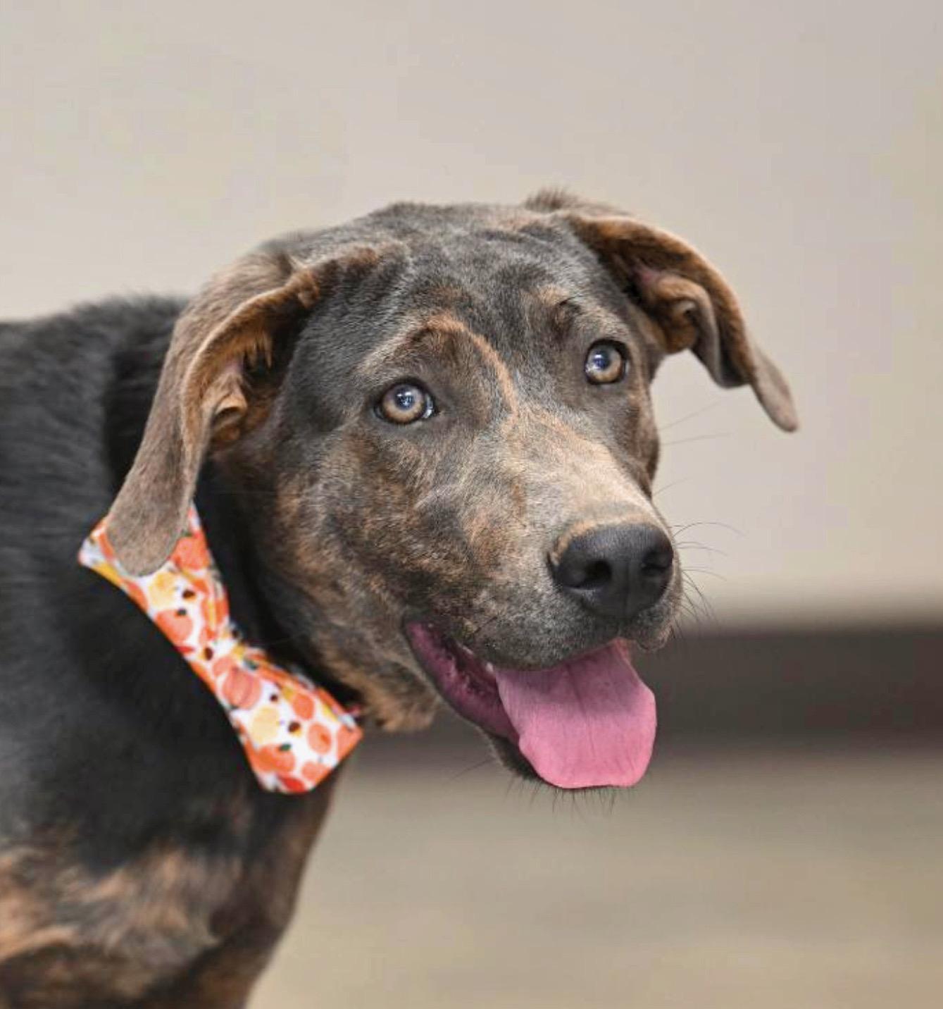 Enlarge Maggie, a Adoptable mixed breed in Hot Springs, AR image 1/2