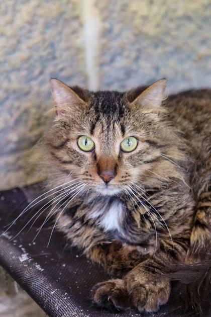 Enlarge Stew, a Adoptable mixed breed in Dothan, AL image 1/1