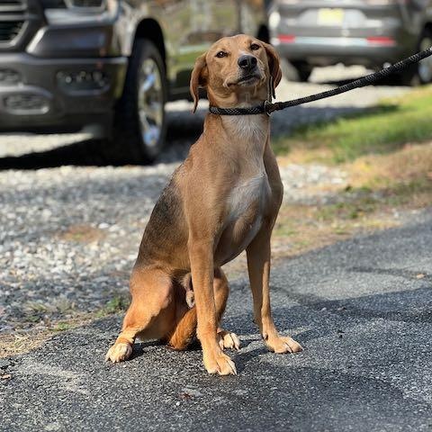 Enlarge Shorty, a Adoptable mixed breed in Sparta, NJ image 6/6