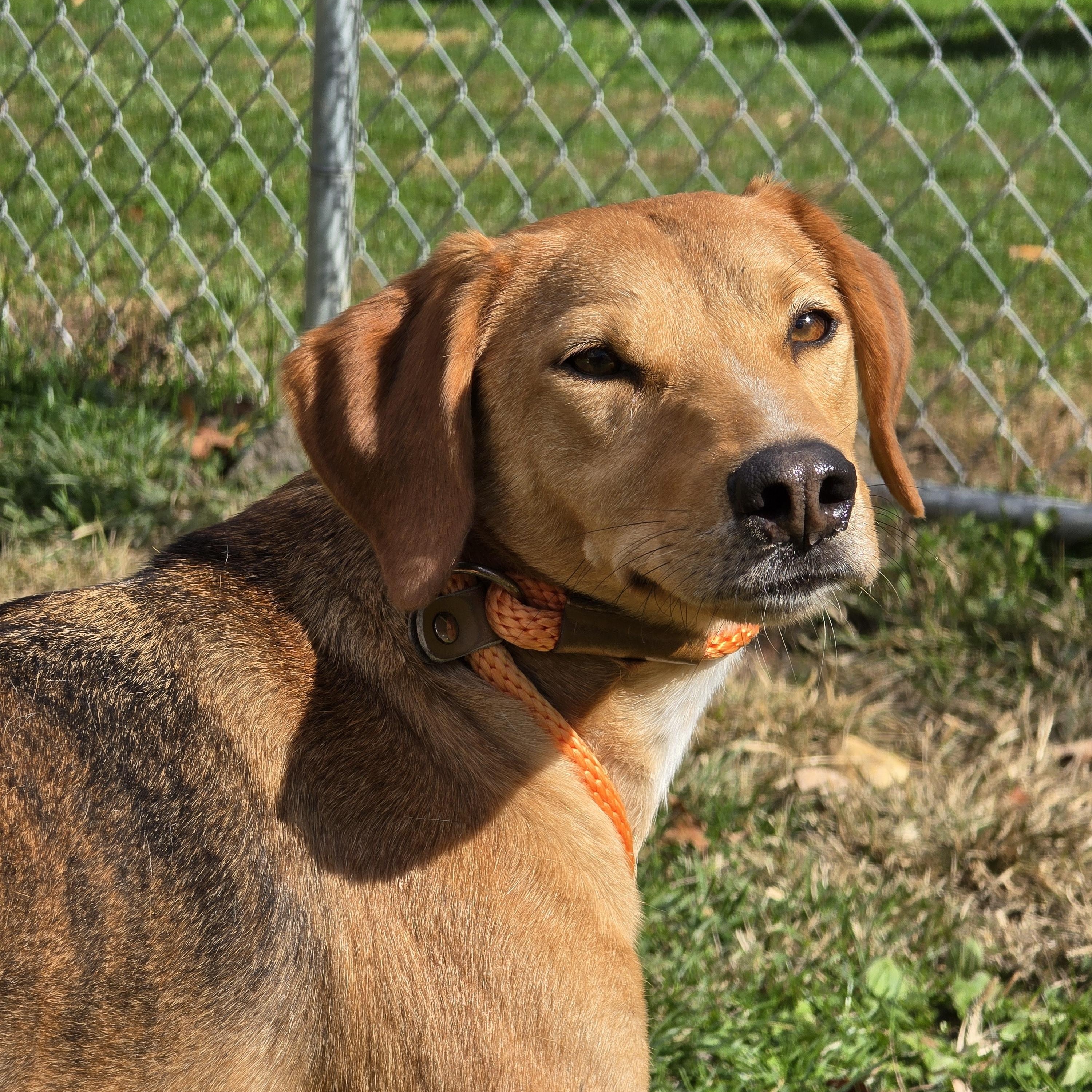 Enlarge Shorty, a Adoptable mixed breed in Sparta, NJ image 1/6