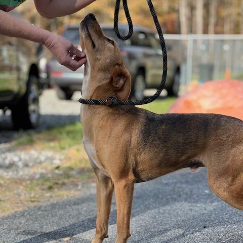 Enlarge Shorty, a Adoptable mixed breed in Sparta, NJ image 5/6
