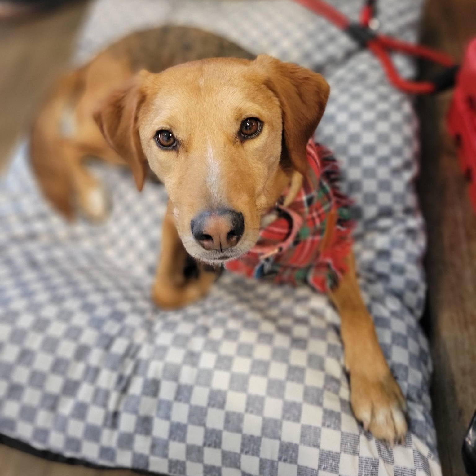 Shorty, an adoptable mixed breed in Sparta, NJ image 1/6