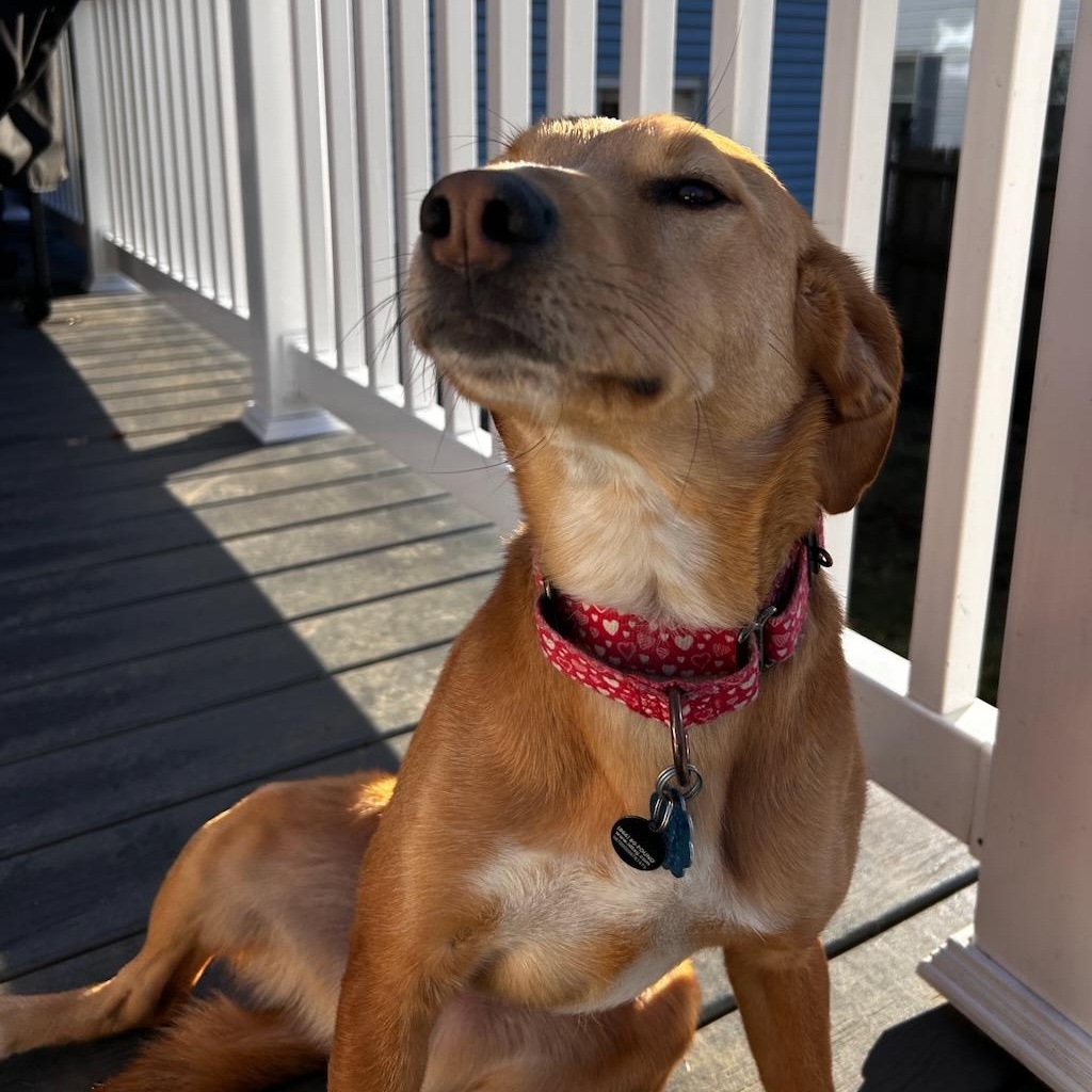 Enlarge Shorty, an adoptable mixed breed in Sparta, NJ image 4/6