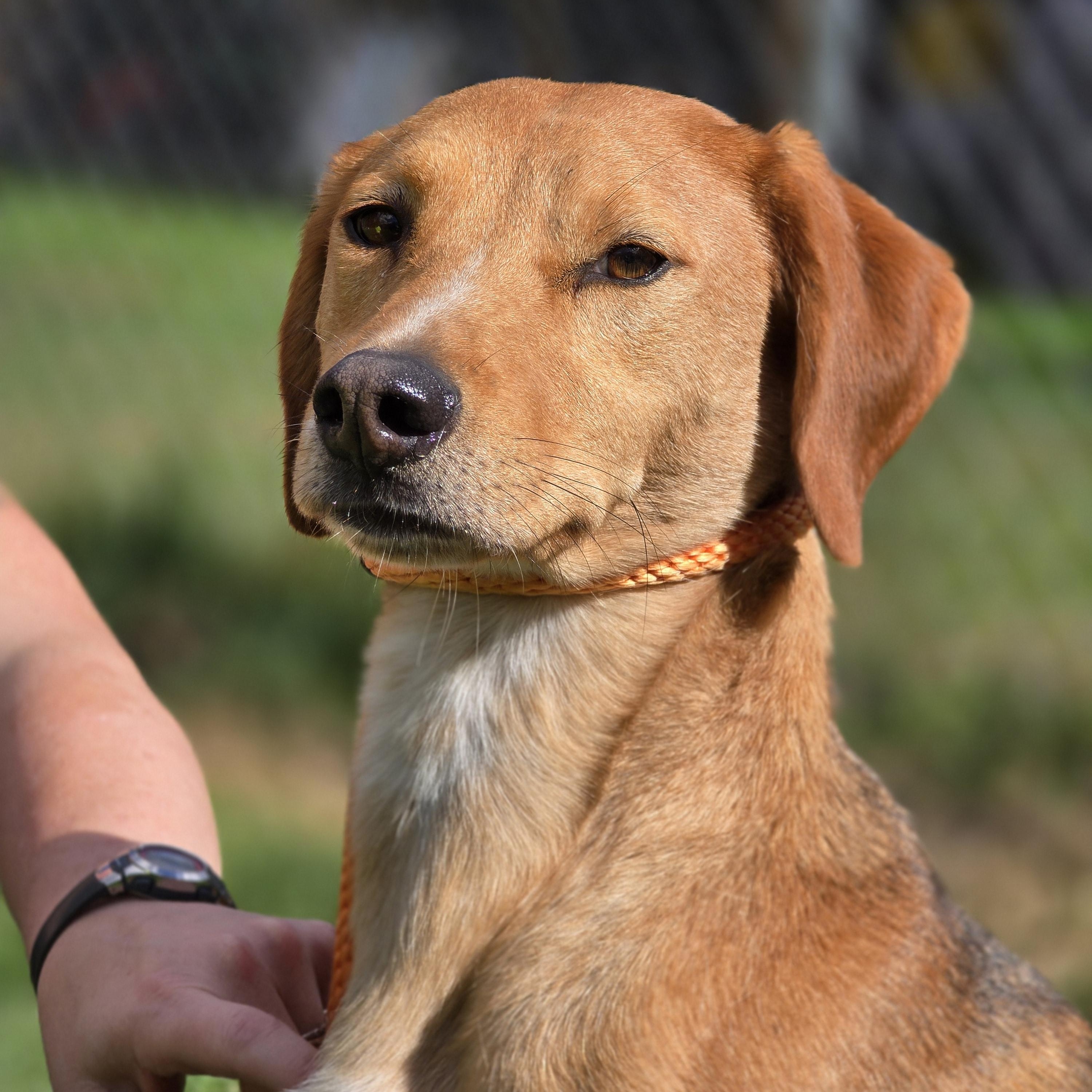 Enlarge Shorty, a Adoptable mixed breed in Sparta, NJ image 3/6