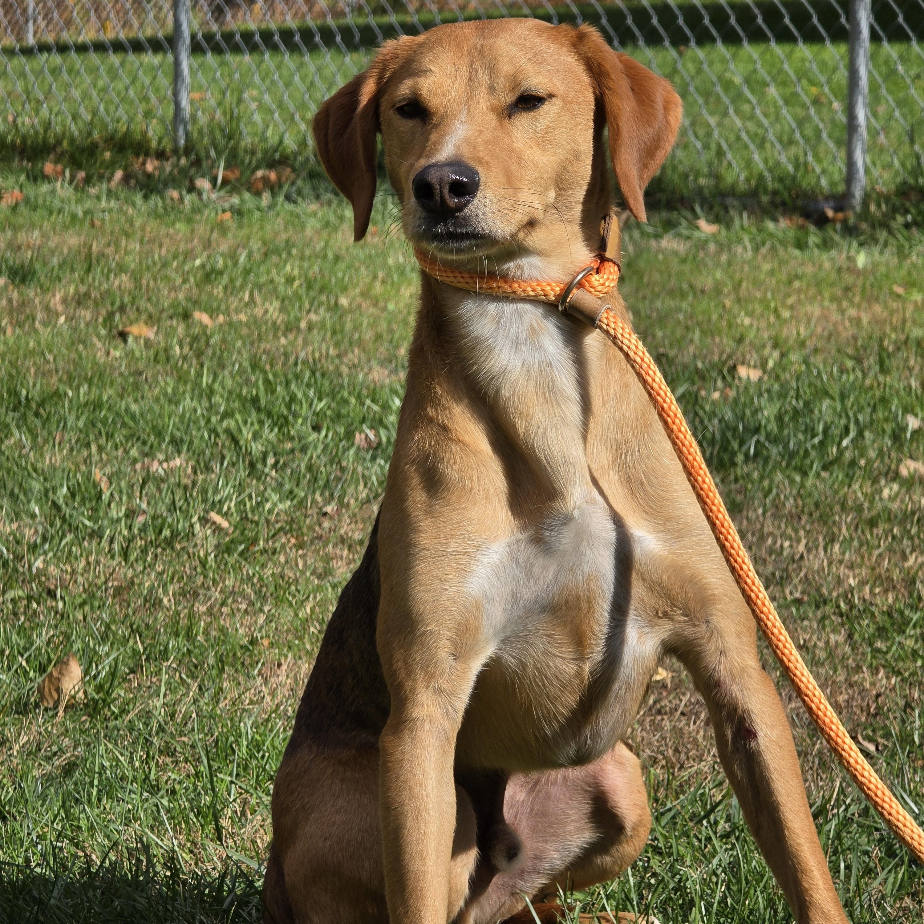 Enlarge Shorty, a Adoptable mixed breed in Sparta, NJ image 4/6