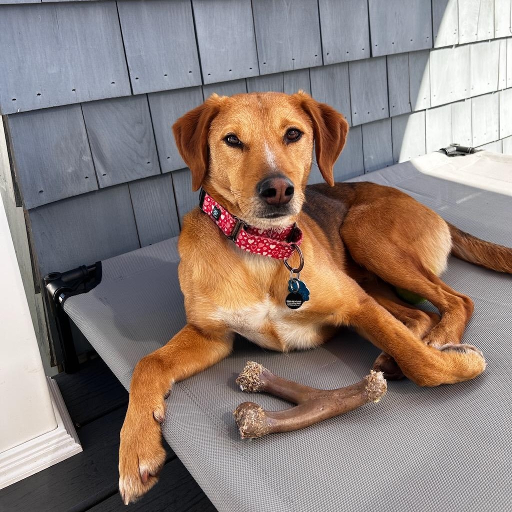 Enlarge Shorty, an adoptable mixed breed in Sparta, NJ image 6/6